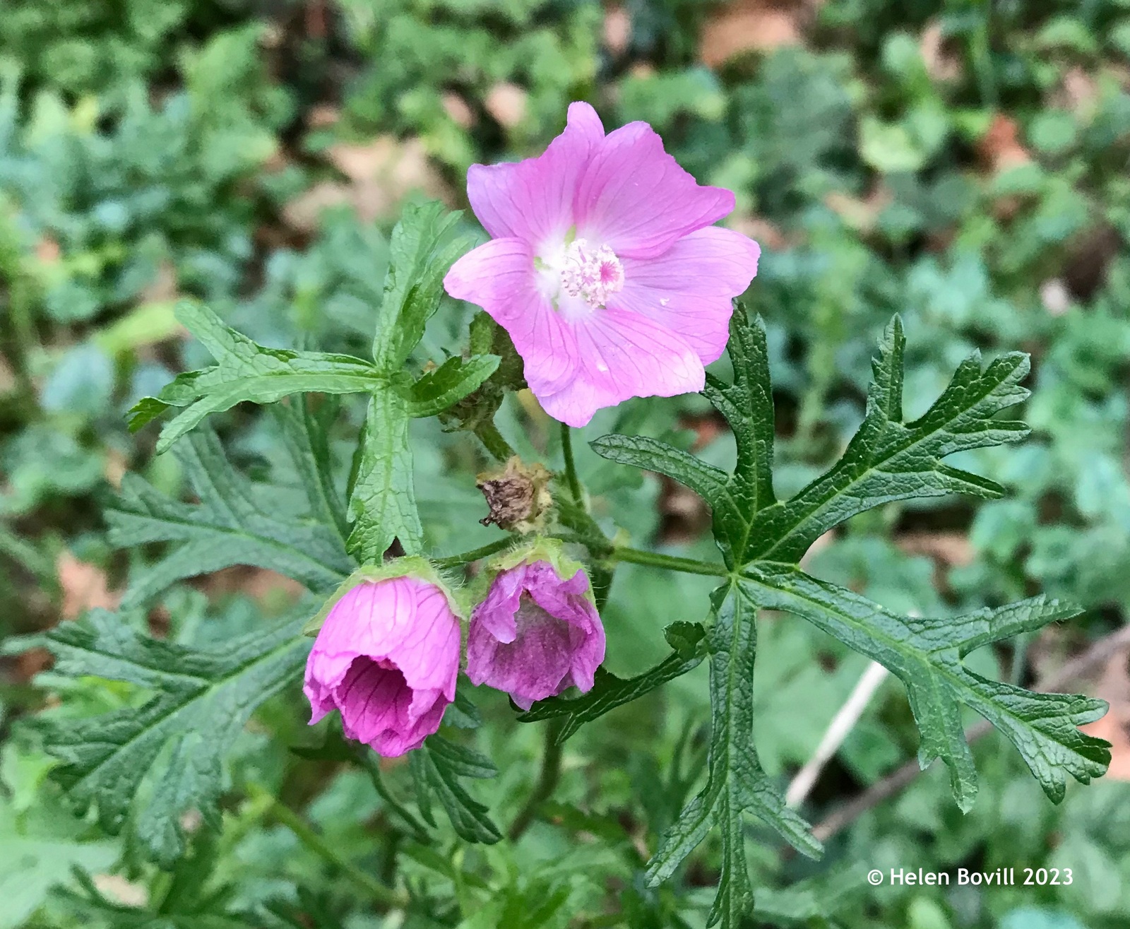 The pink flowers of the Musk Mallow
