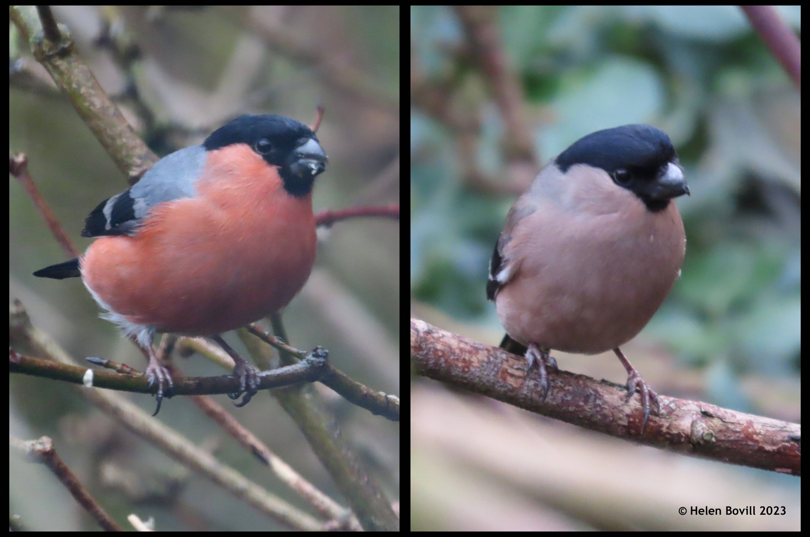 Two photos, one showing a male bullfinch and the other showing a female bullfinch, in the cemetery trees