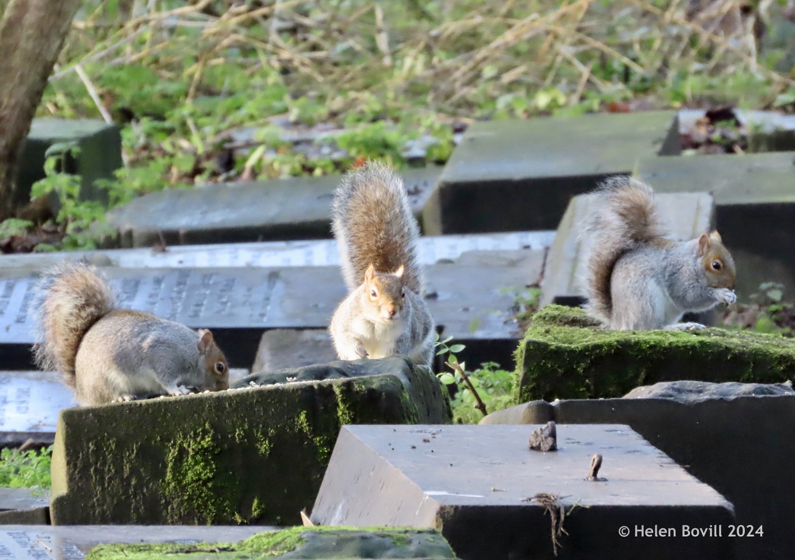 Three squirrels sitting on some of the flat headstones in the cemetery
