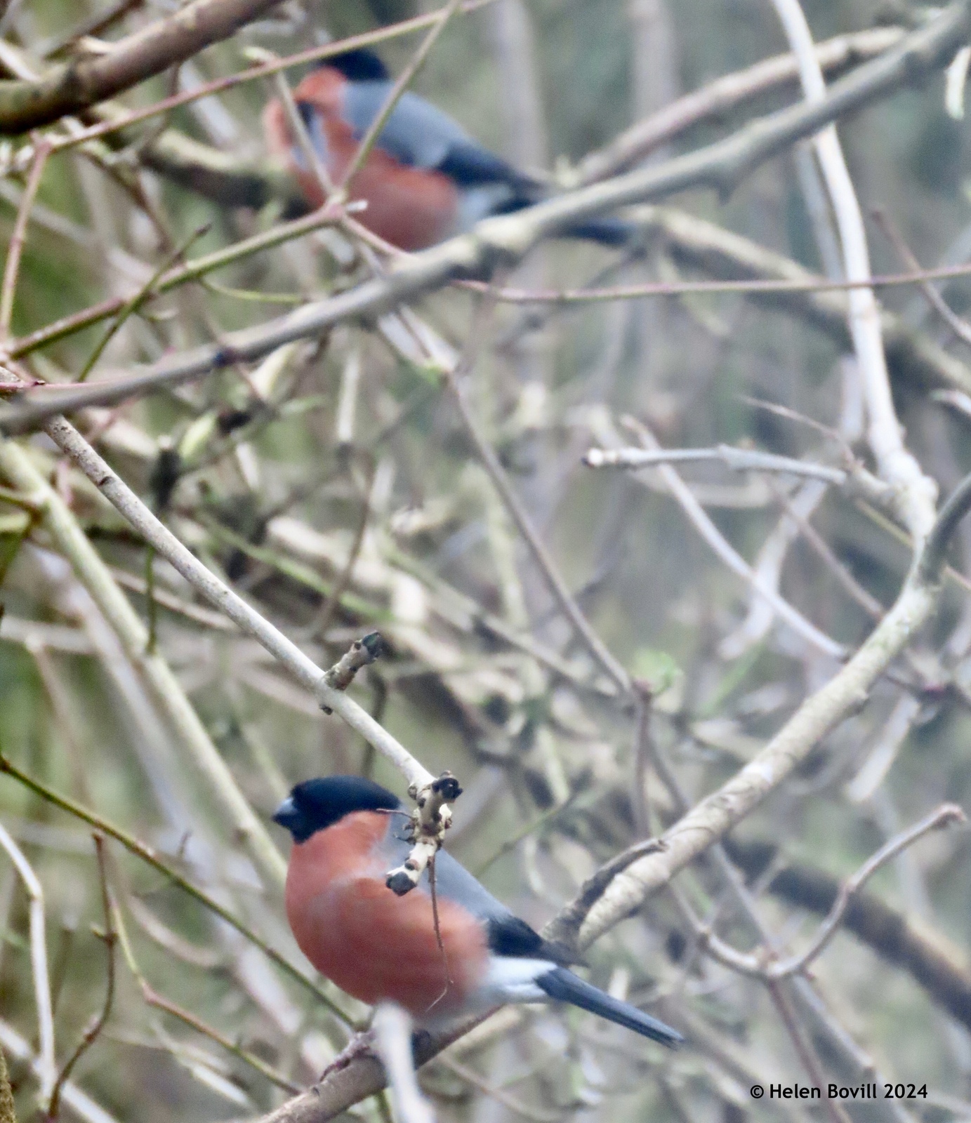 Two male bullfinches high up in the trees in the cemetery