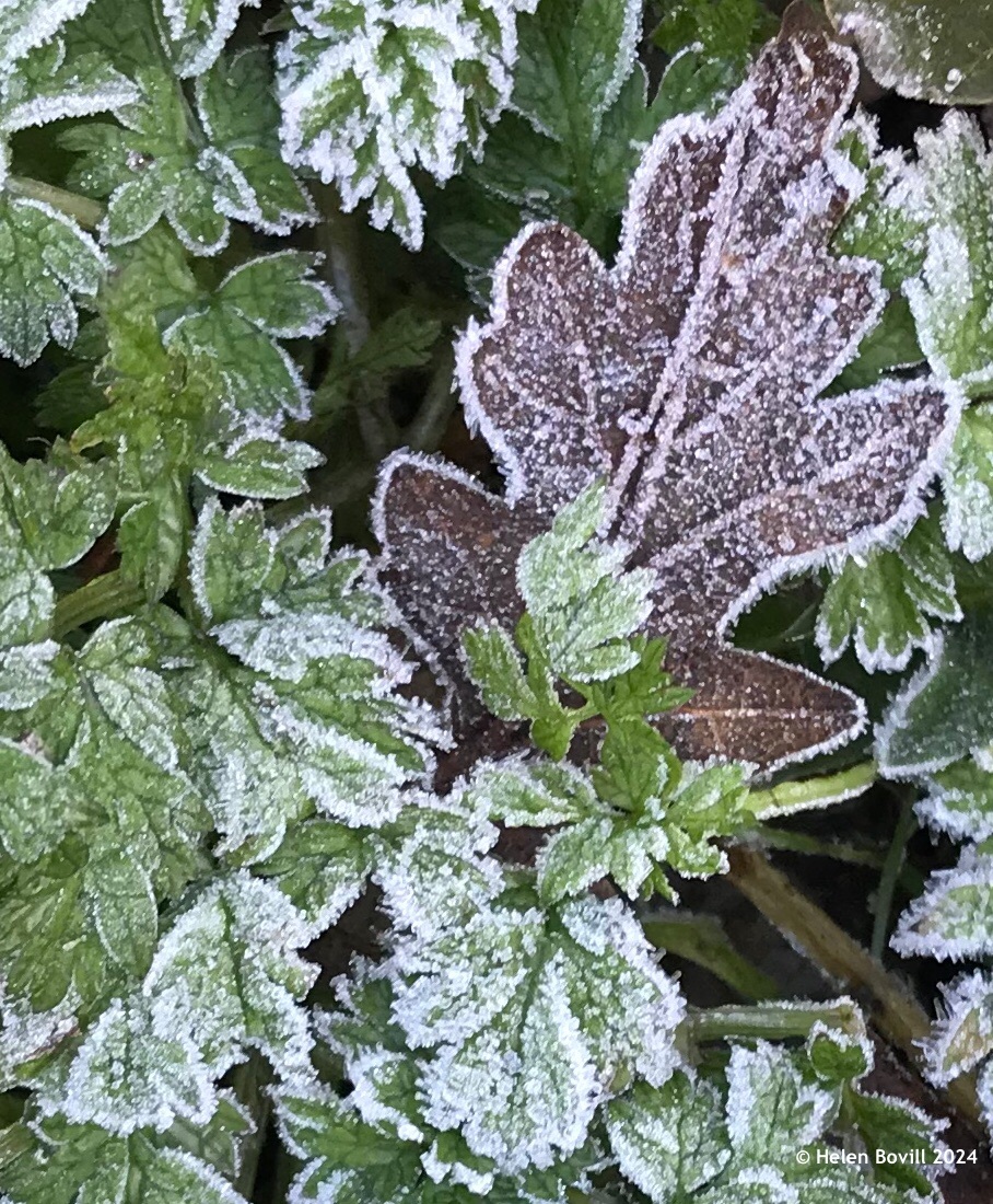 Frosty leaves on the grass verge