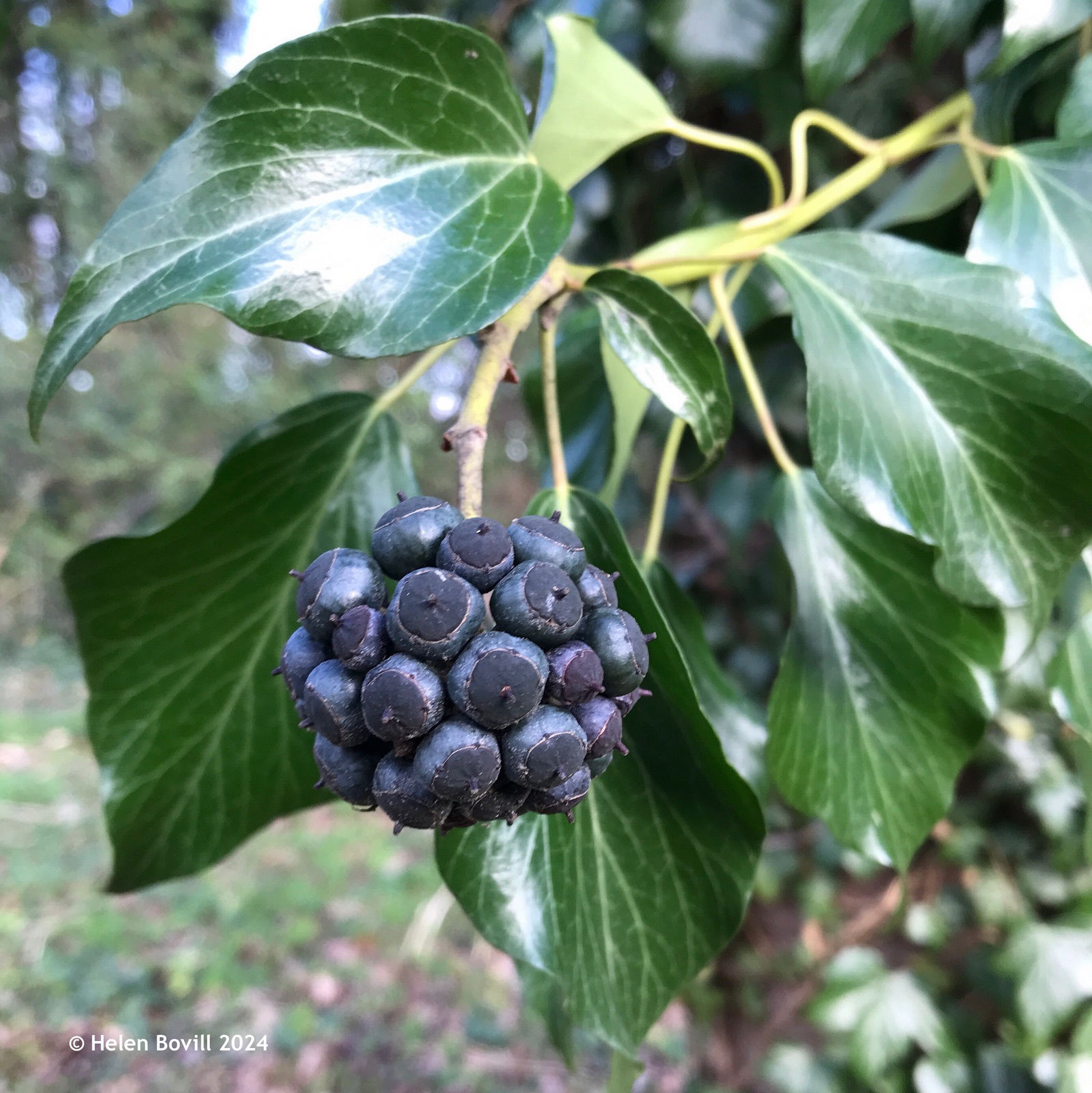 Ripe ivy berries 