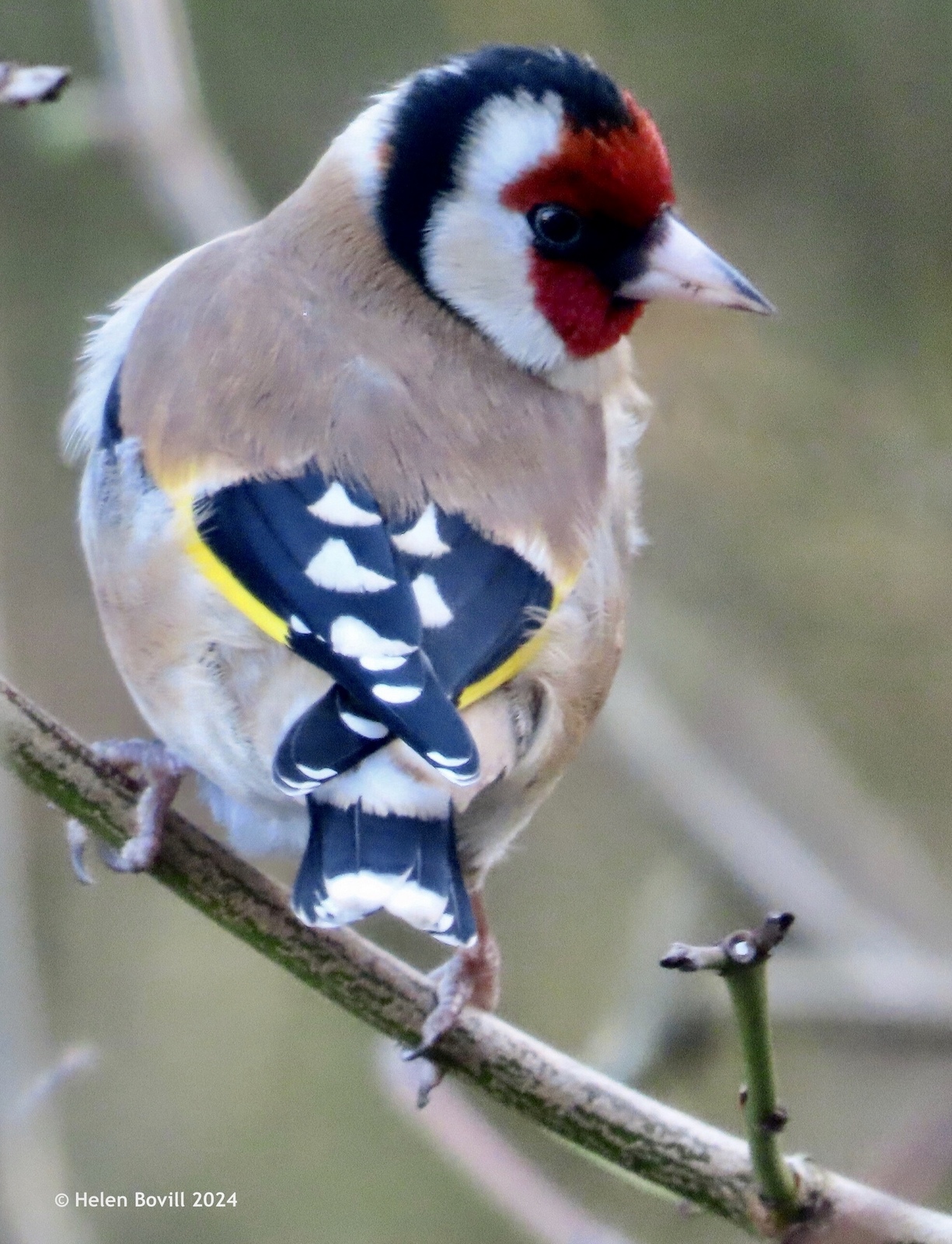 A back view of a Goldfinch perched on a branch in the cemetery