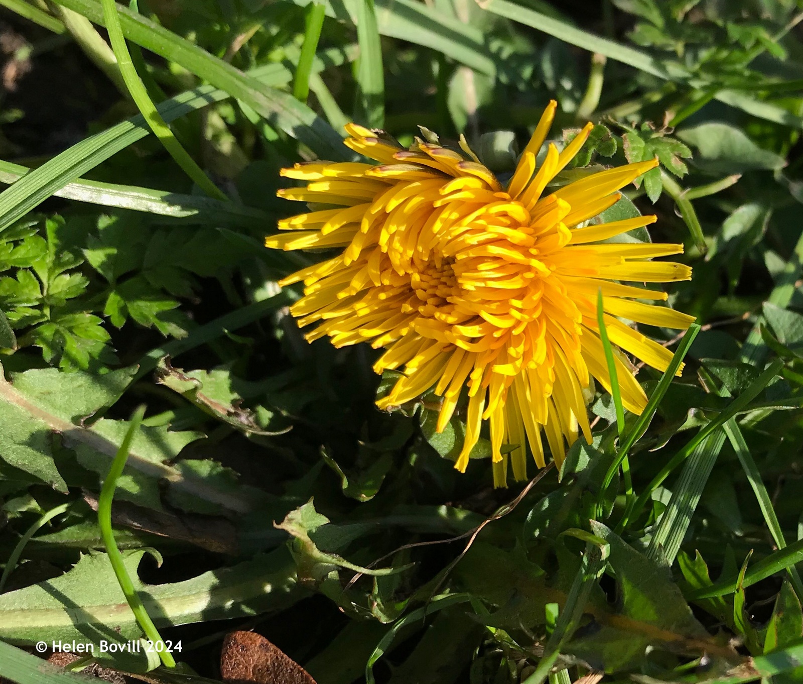 A dandelion growing low amongst the grass 