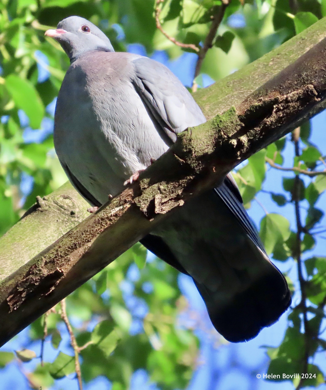 Stock Dove in a tree in the cemetery 