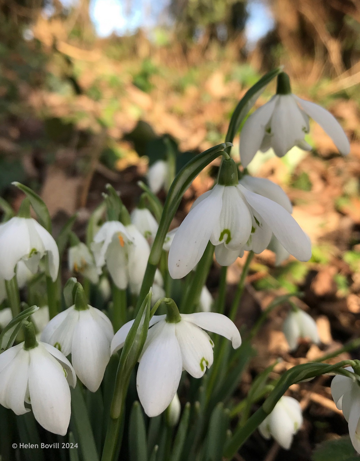  A group of snowdrops with double petals