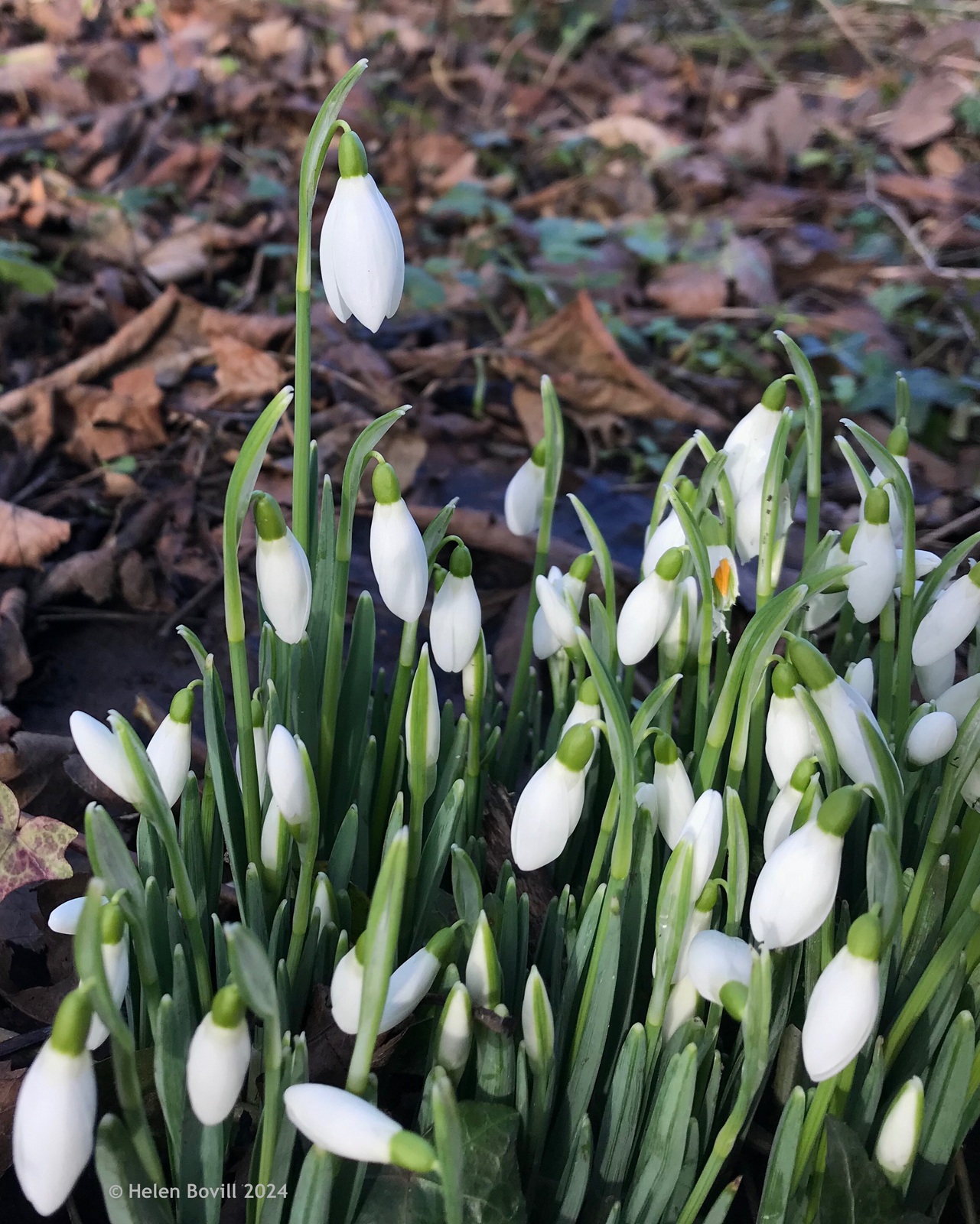 A group of snowdrops with single petals