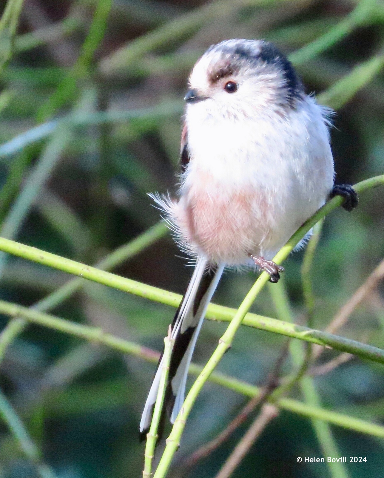 A Long-tailed tit perched on a branch in the sunshine