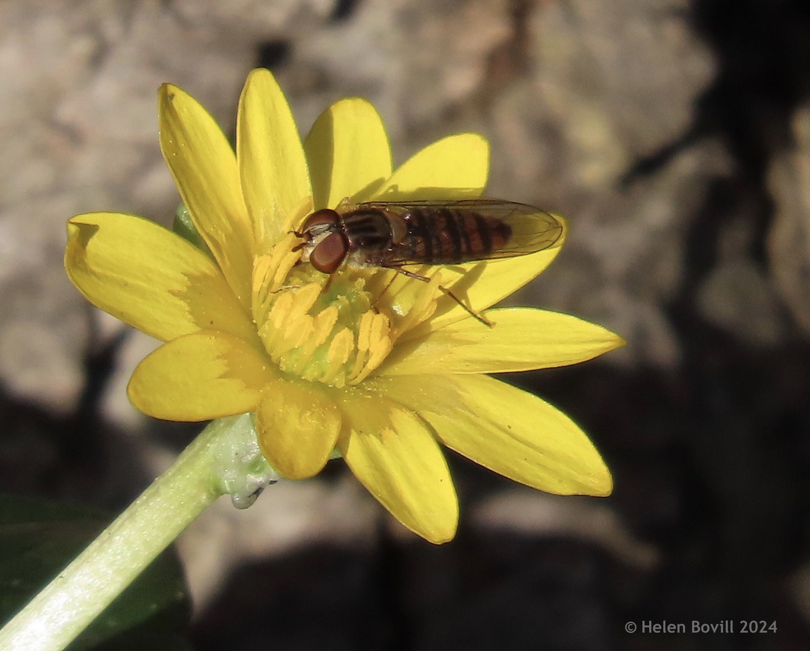 A Marmalade Hoverfly on  the yellow flower of a Lesser celandine
