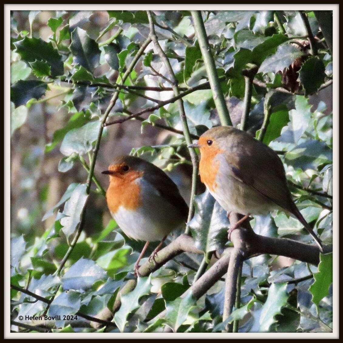 Two Robins sitting in a holly bush