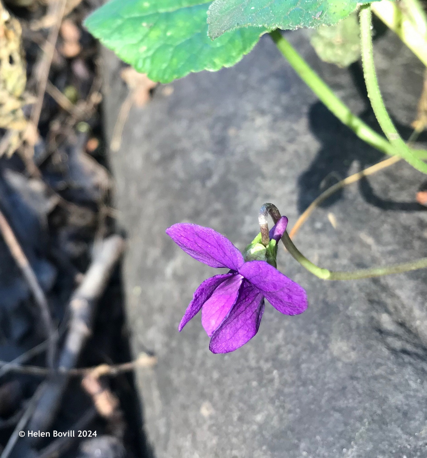 The small purple flower of the common dog-violet growing near a gravestone in the cemetery