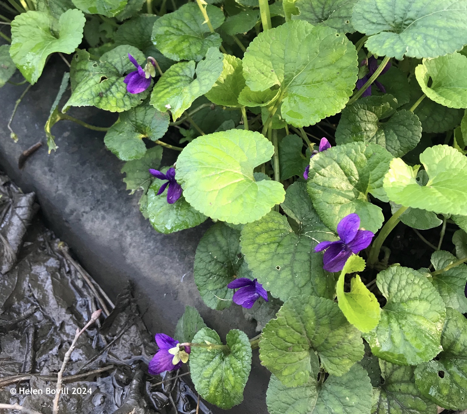 Tiny purple common dog-violets growing on a grave in the cemetery