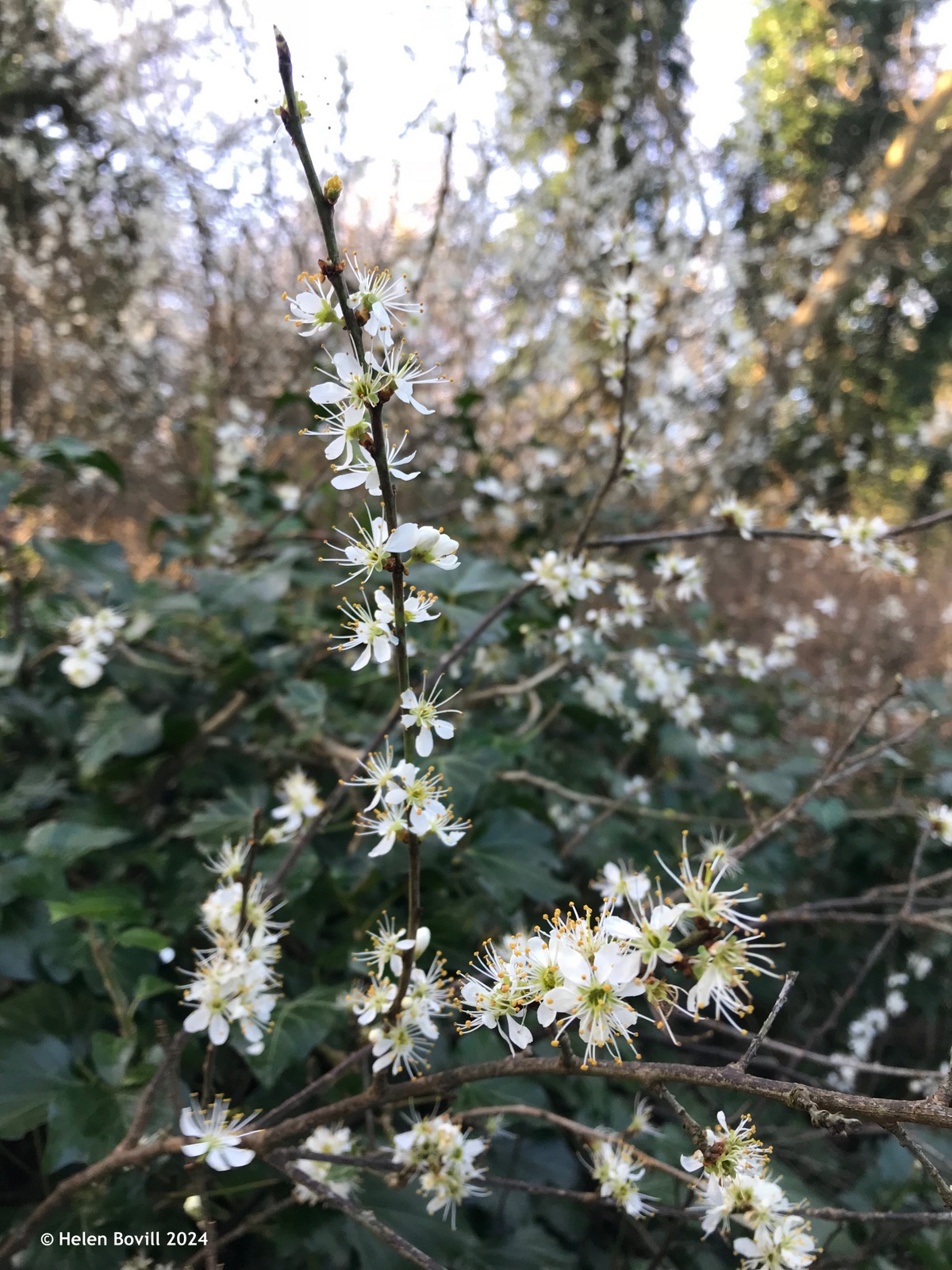 The white flowers of the blackthorn tree inside the cemetery