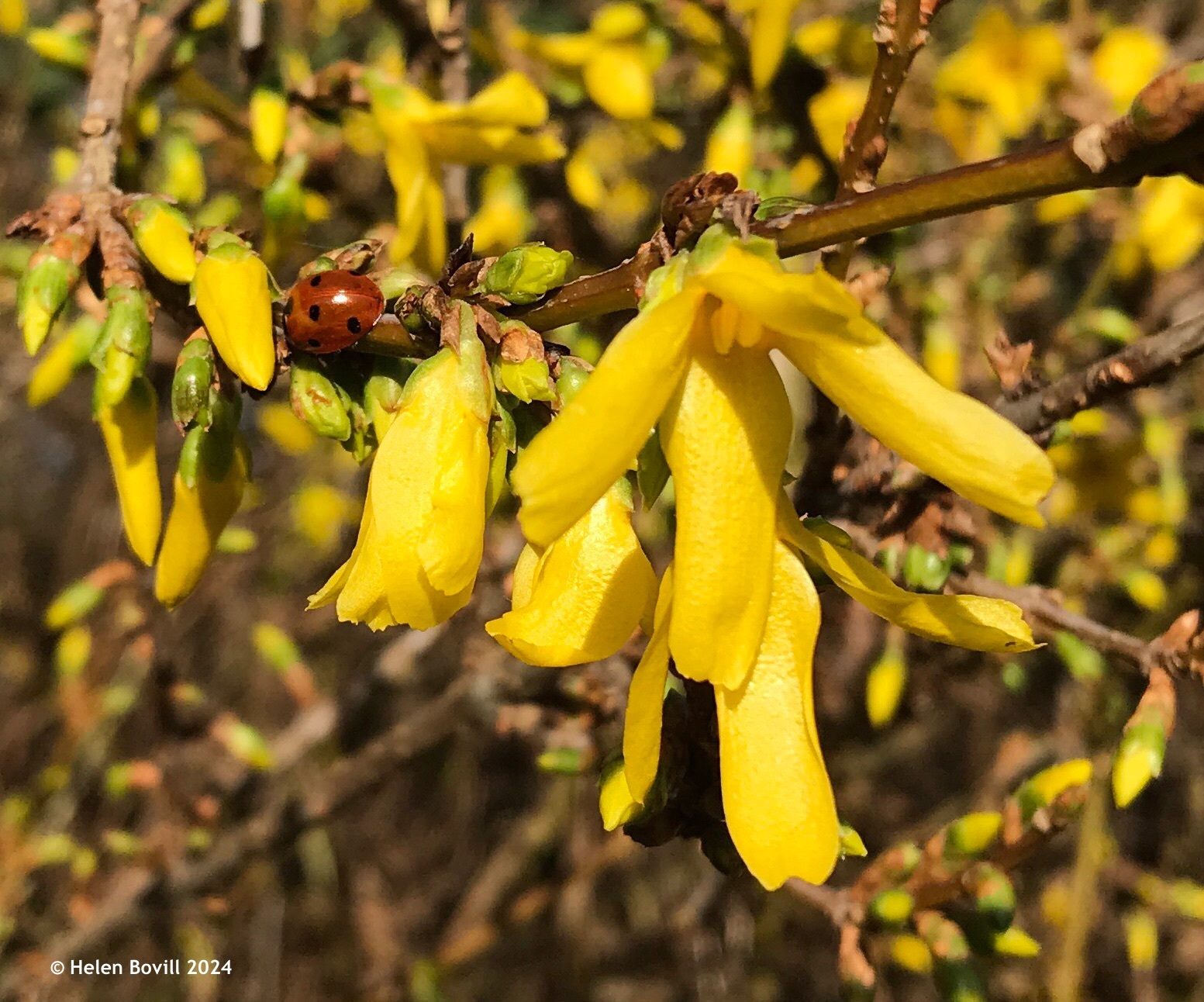 The bright yellow flowers of the Forsythia with a small 7-spot ladybird on the branch