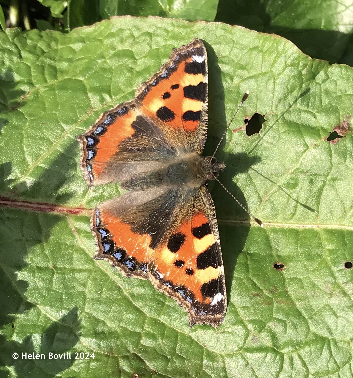 An orange and black Small Tortoiseshell butterfly on a dock leaf
