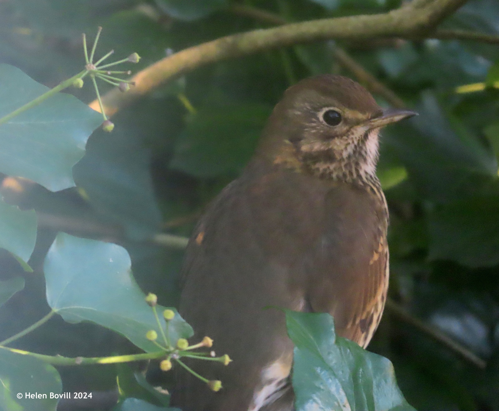 The back view of a Song Thrush perched amongst some ivy