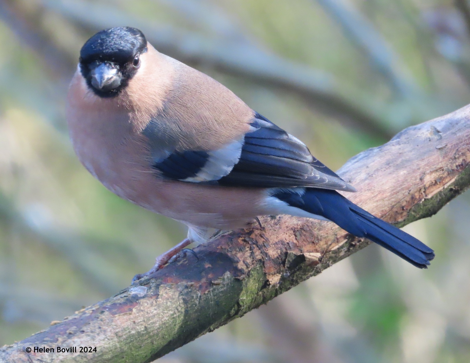 A female Bullfinch perched in a tree in the cemetery