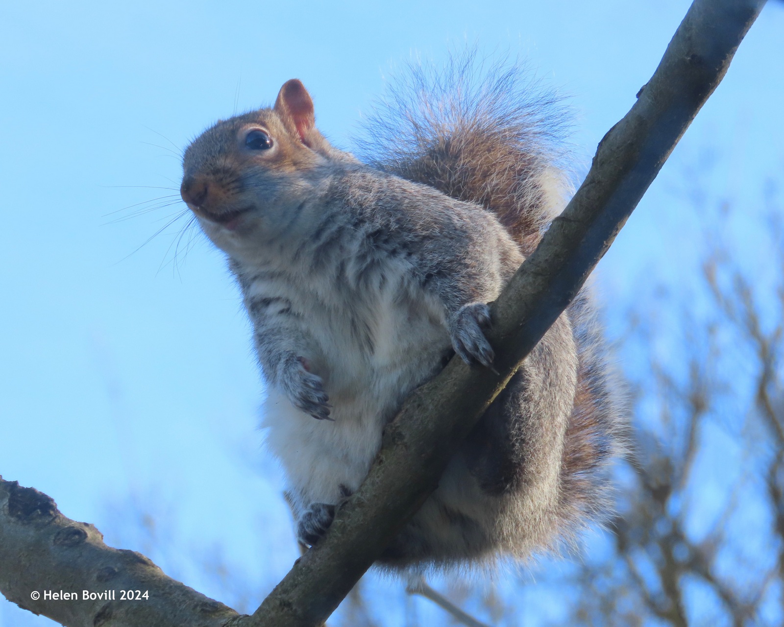 A grey squirrel in a tree, with blue sky in the background