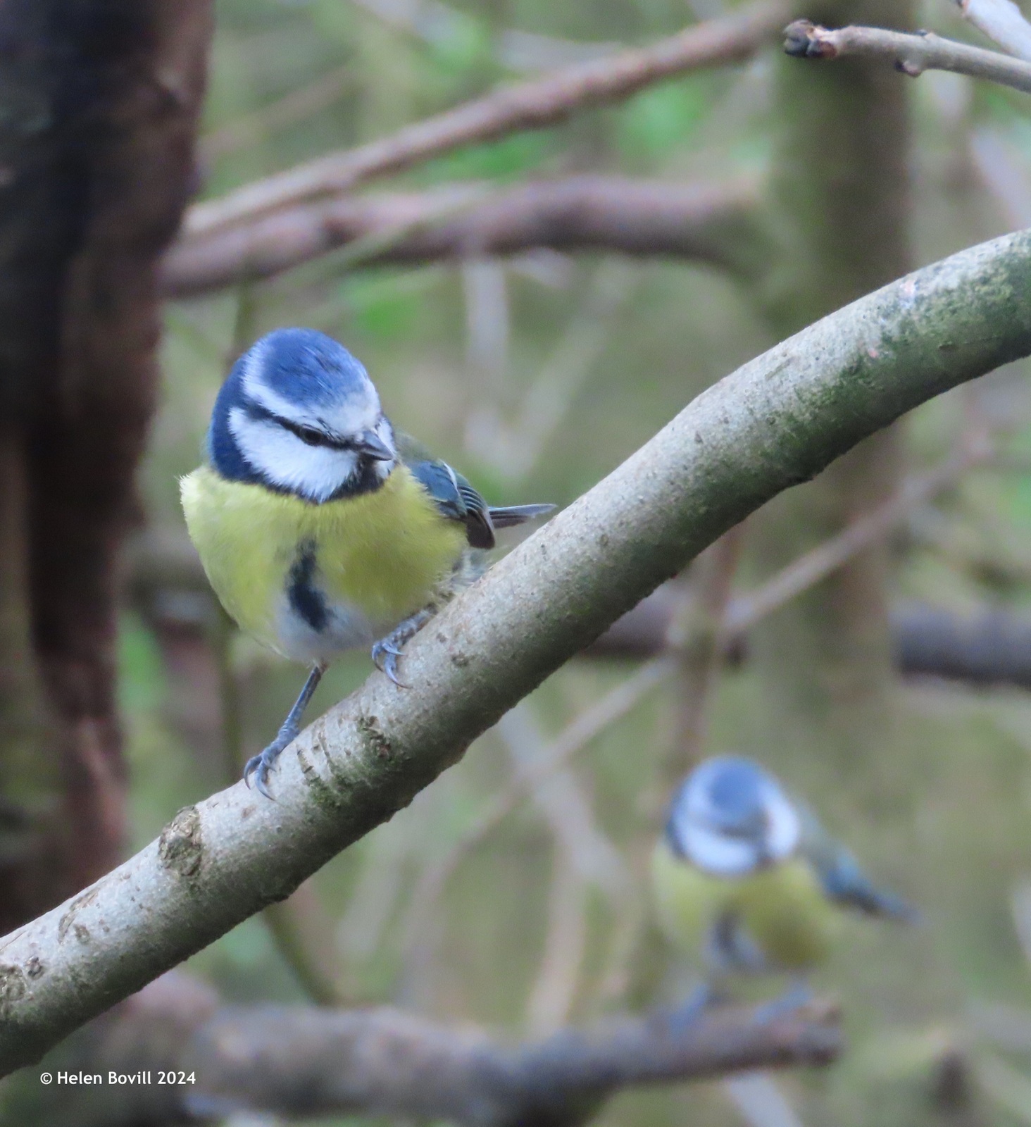 Two blue tits in a tree in the cemetery