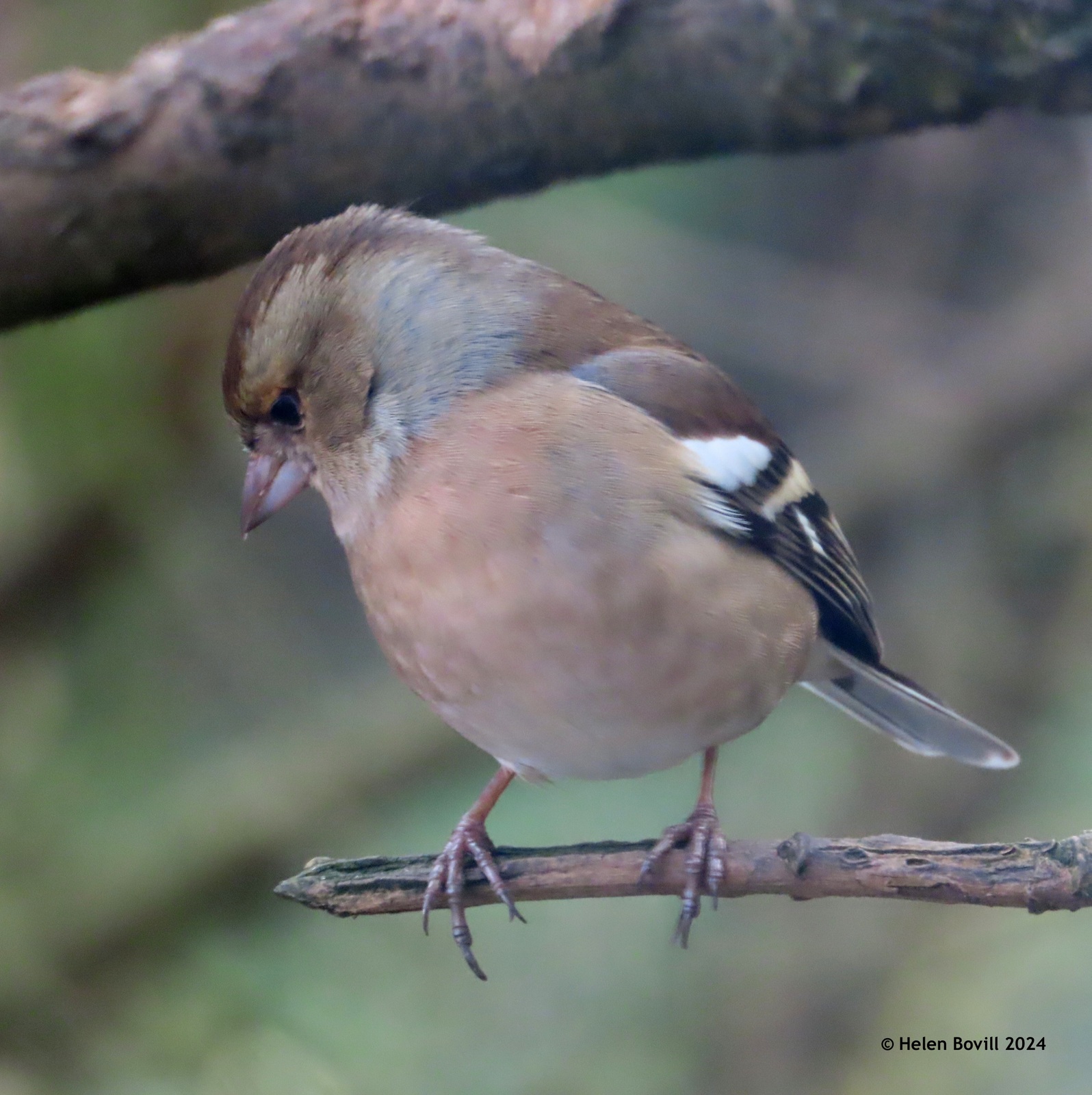 Female Chaffinch perched on a branch