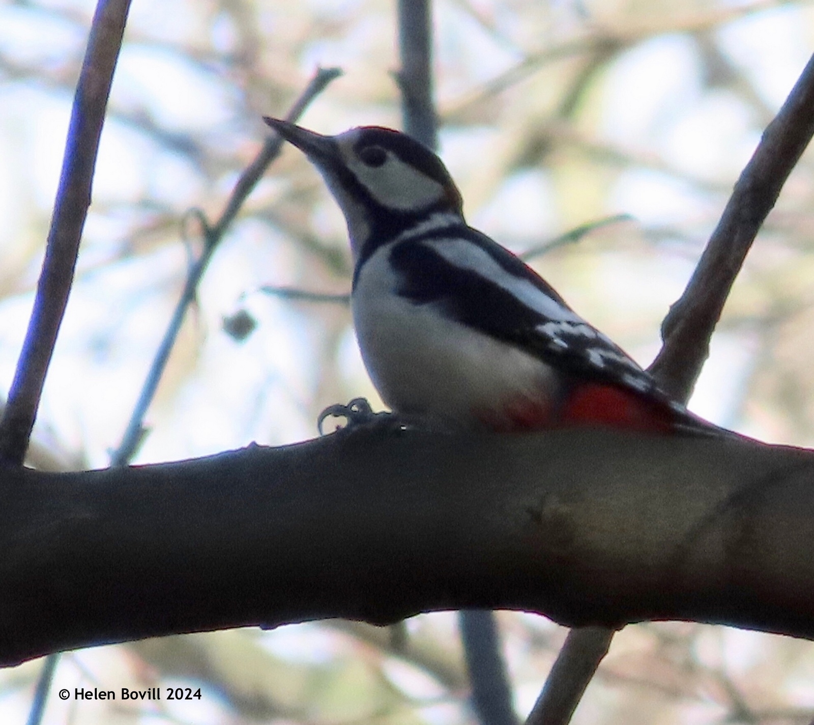 A Great Spotted Woodpecker perched up high in a tree 
