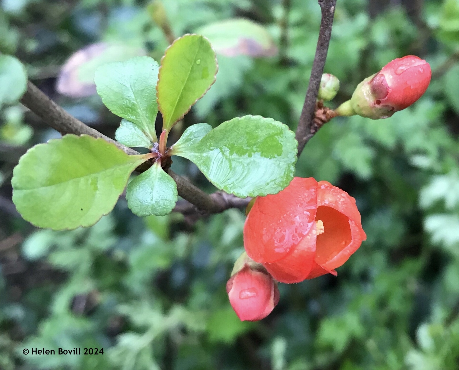 The pale red flowers of the quince with droplets of rainwater on them 