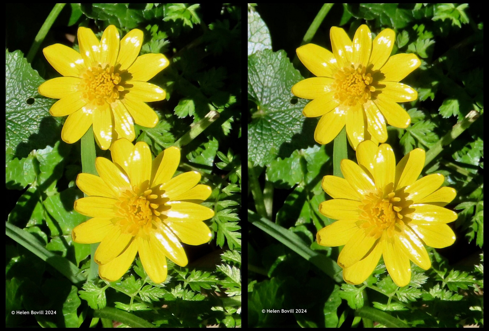 Two photos, each showing two bright yellow lesser celandine flowers