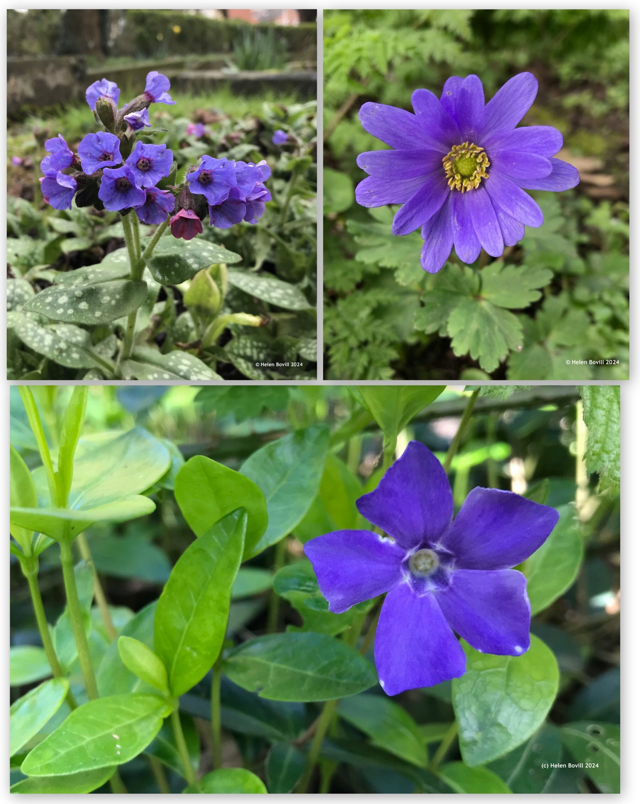 Three photos of blue flowers in the cemetery - Pulmonaria, Greek Anemone and Periwinkle
