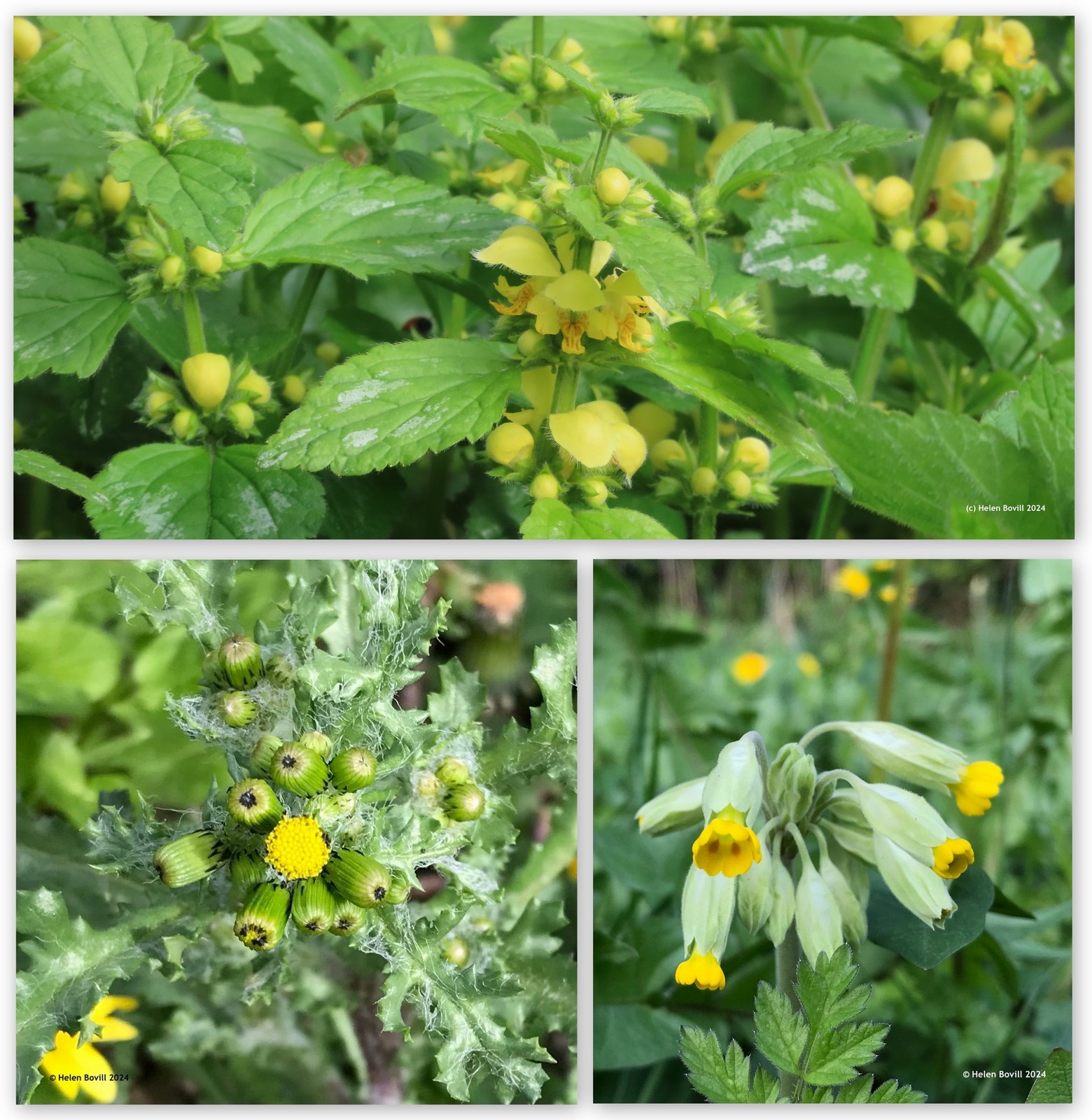 Three photos of yellow flowers - Yellow Archangel, Groundsel and Cowslip