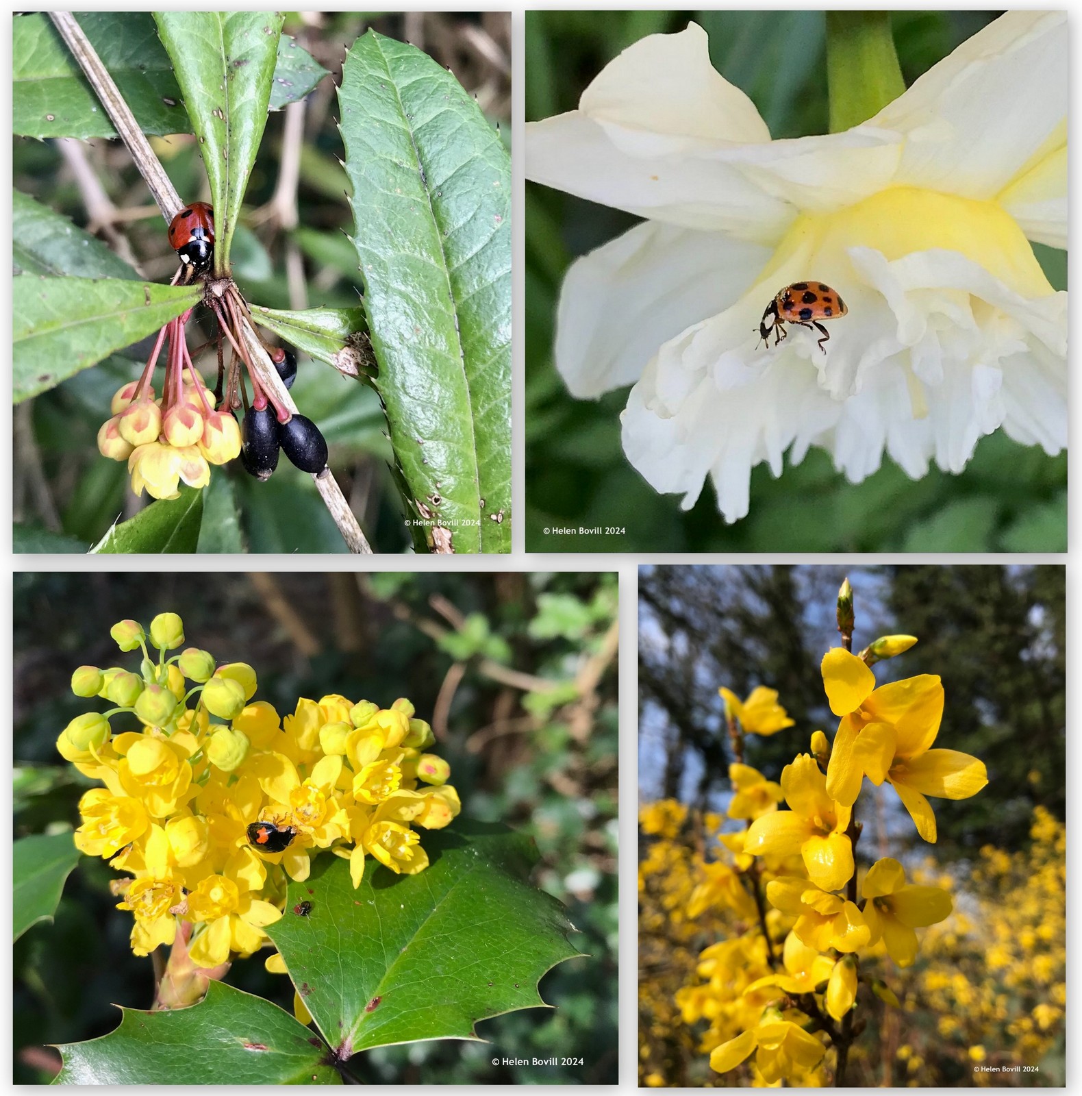 Four photos showing yellow flowers as food for the cemetery wildlife - berberis, daffodil,mahonia and forsythia.