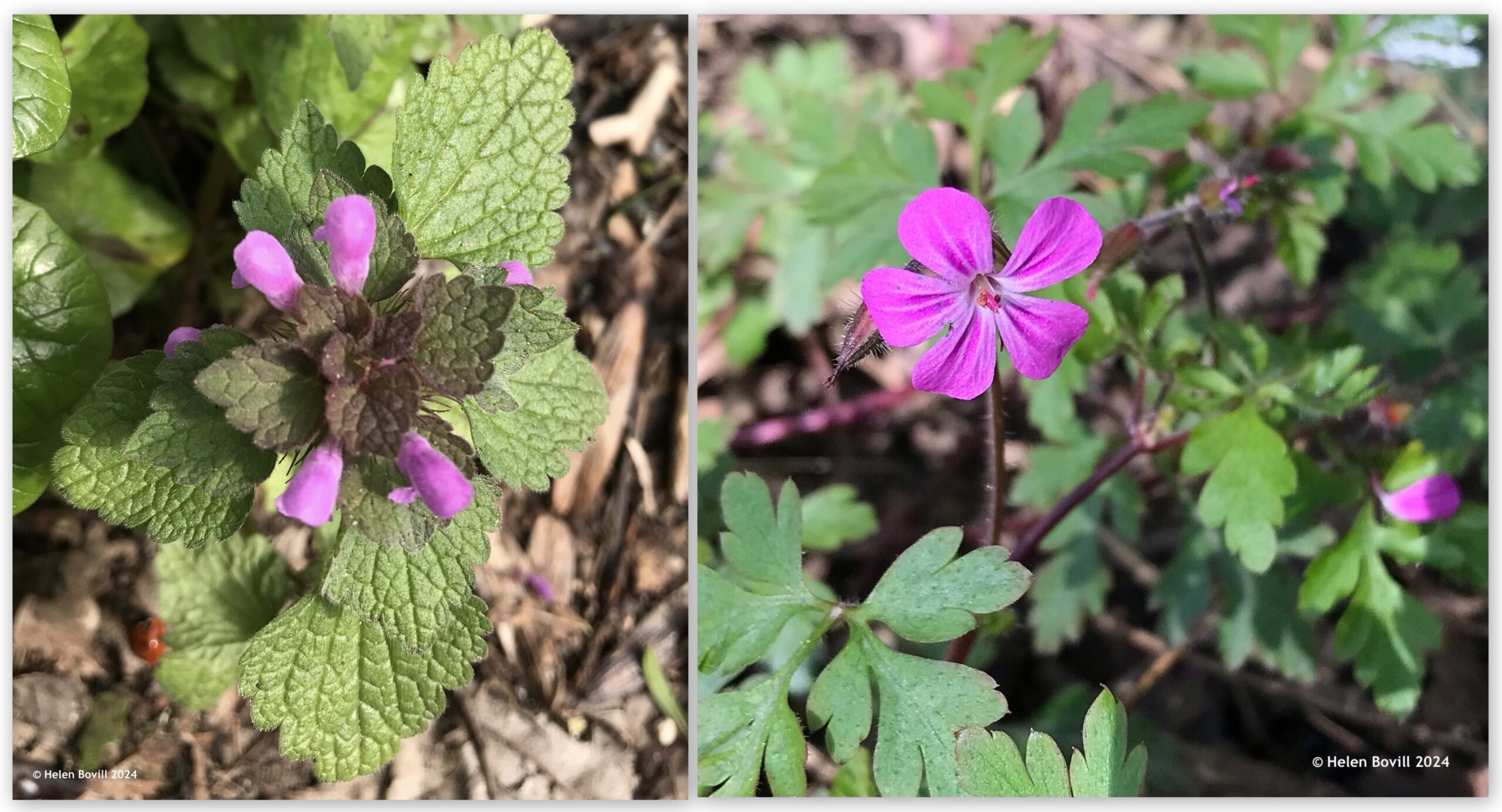 Two photos showing pink flowers - Red dead-nettle and Herb Robert.