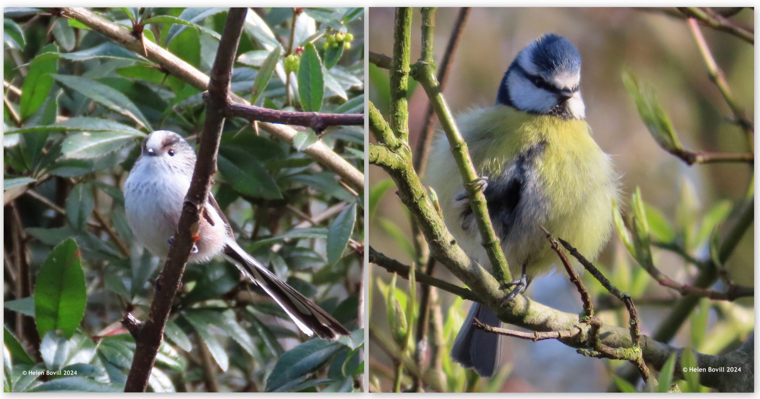 Avian cemetery wildlife - two photos, one showing a Long-tailed tit and the other showing a blue tit