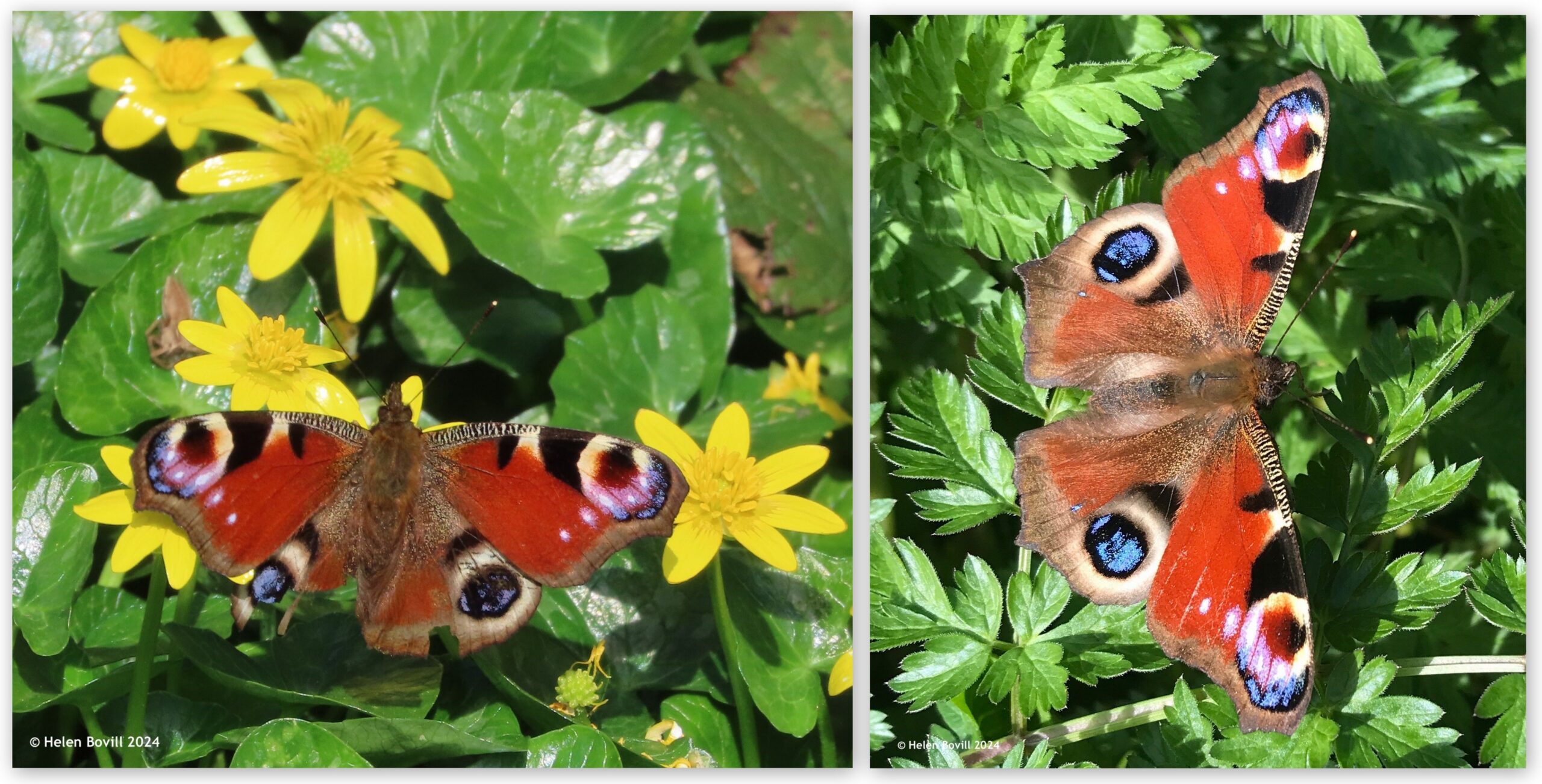Two photos, each showing a Peacock butterfly on celandines and leaves