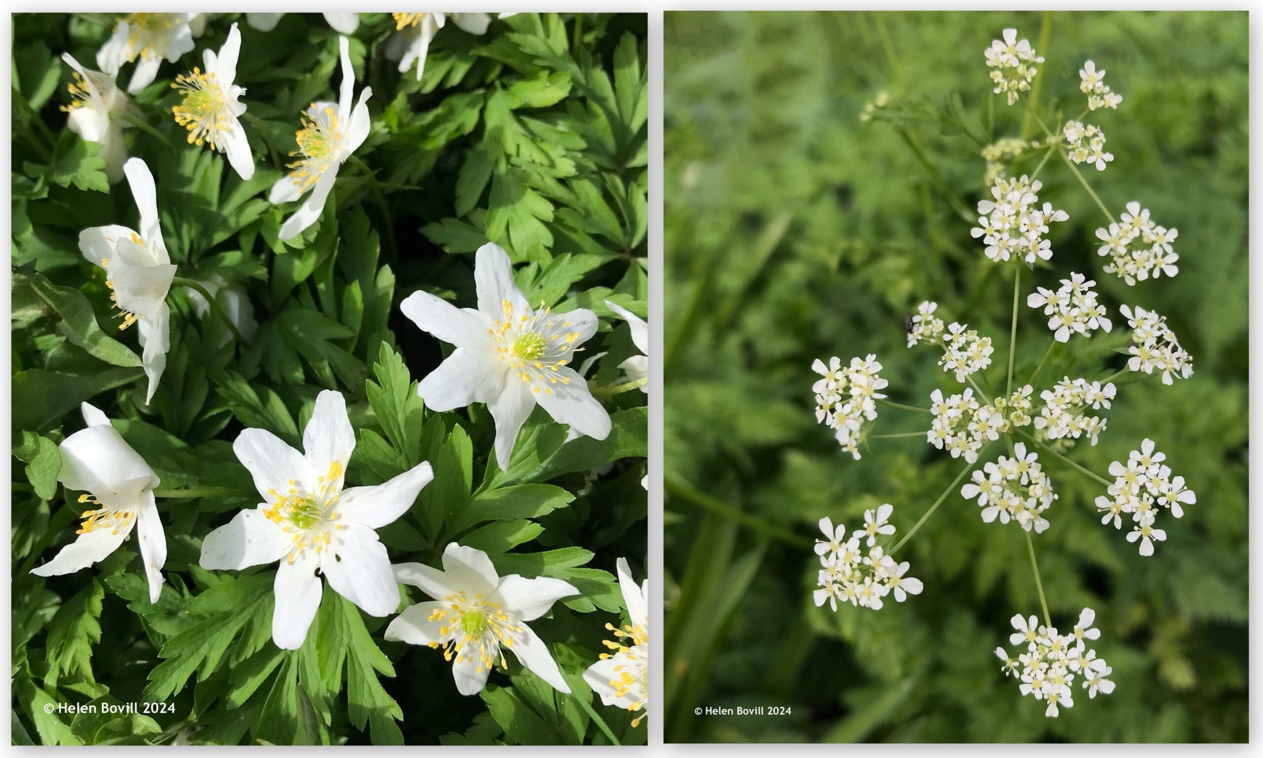 Two photos, one showing Wood Anemones and the other showing Cow Parsley