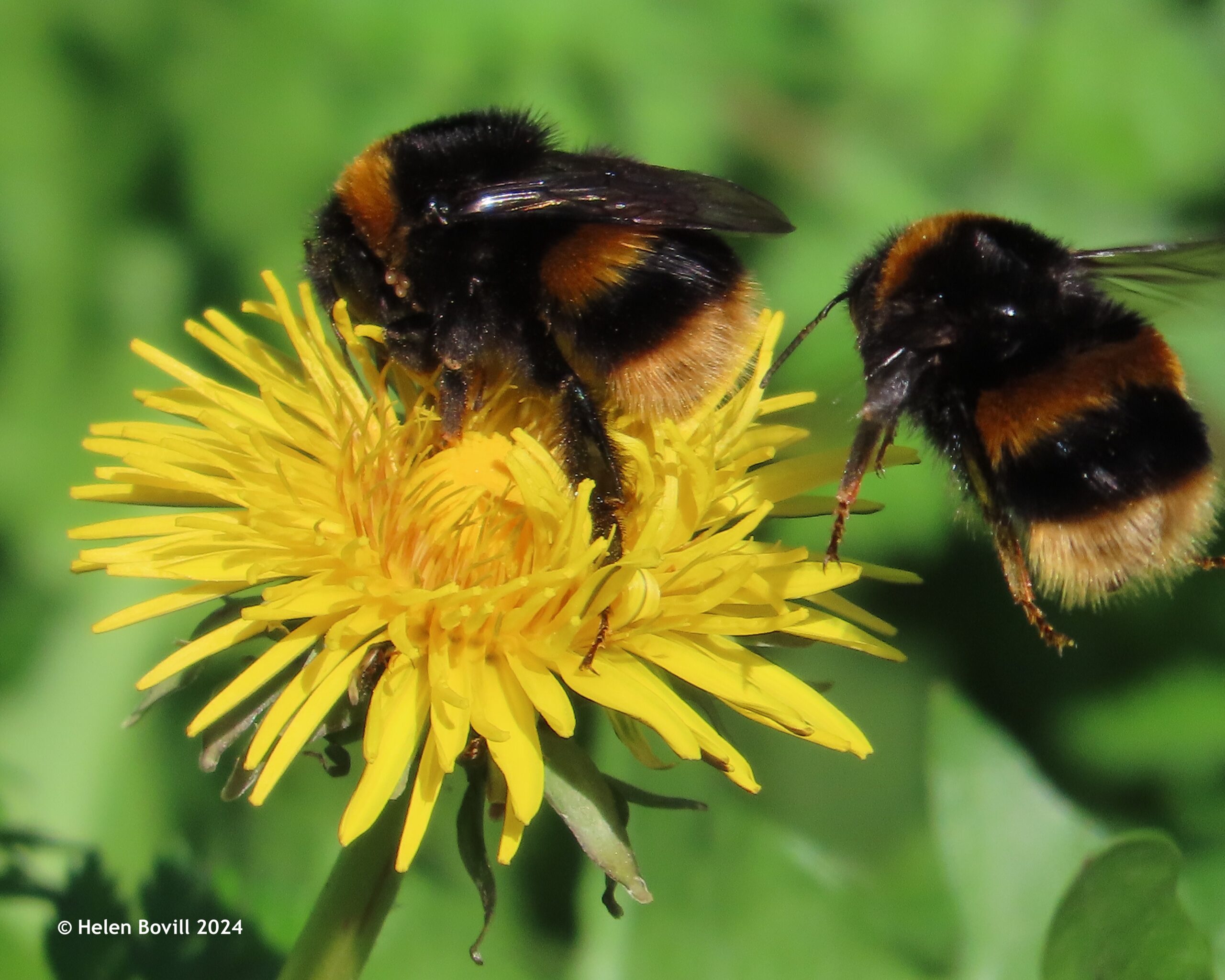 Two buff-tailed bumblebees - one on a dandelion, the other in flight
