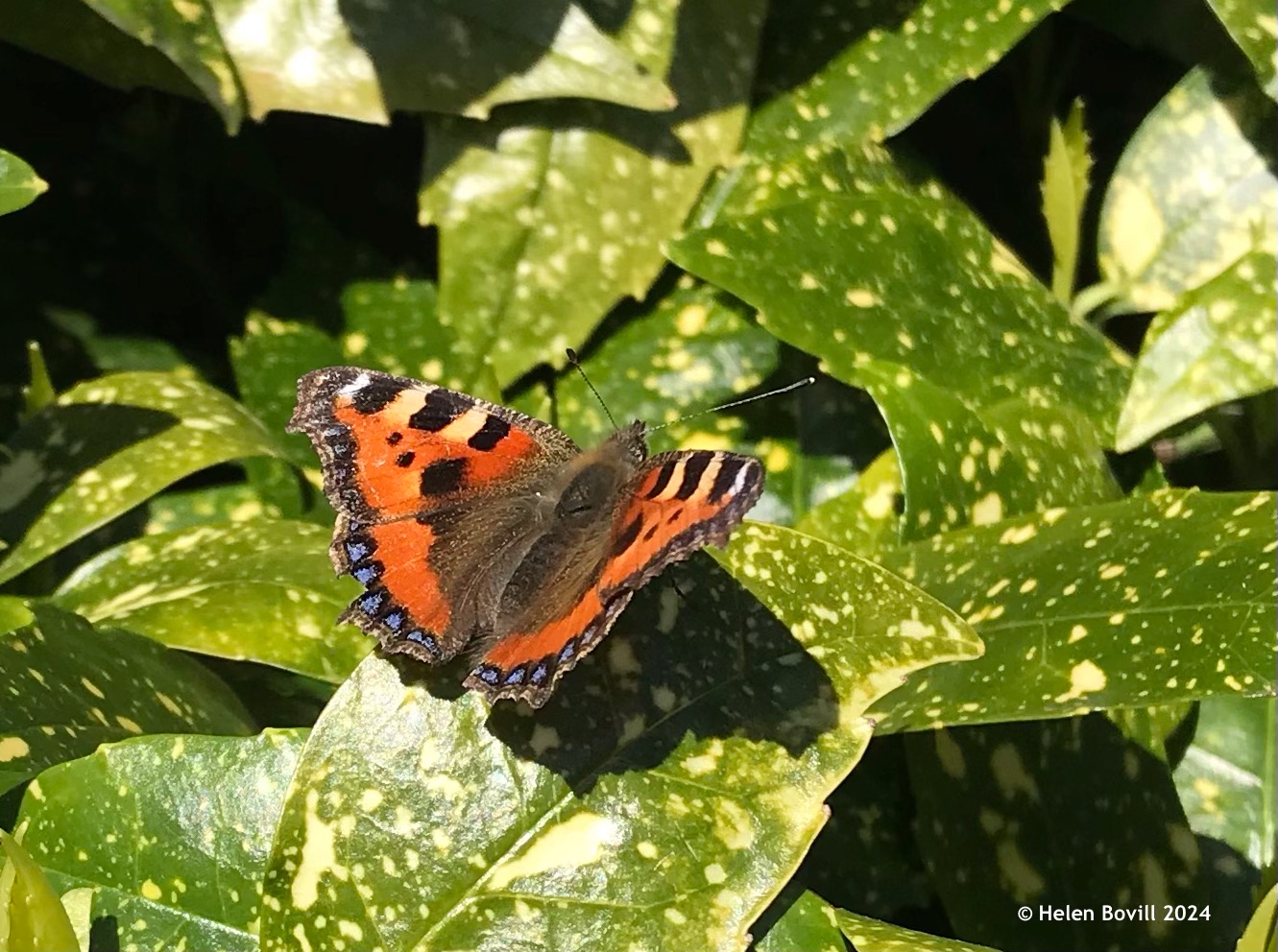 A small tortoiseshell butterfly resting on a spotted laurel leaf