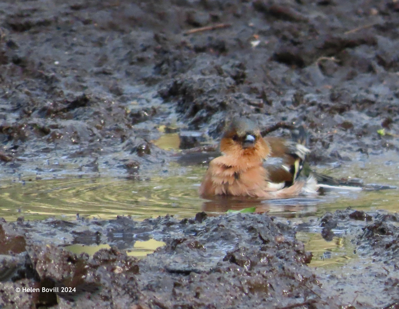 A male chaffinch bathing in a puddle in the cemetery