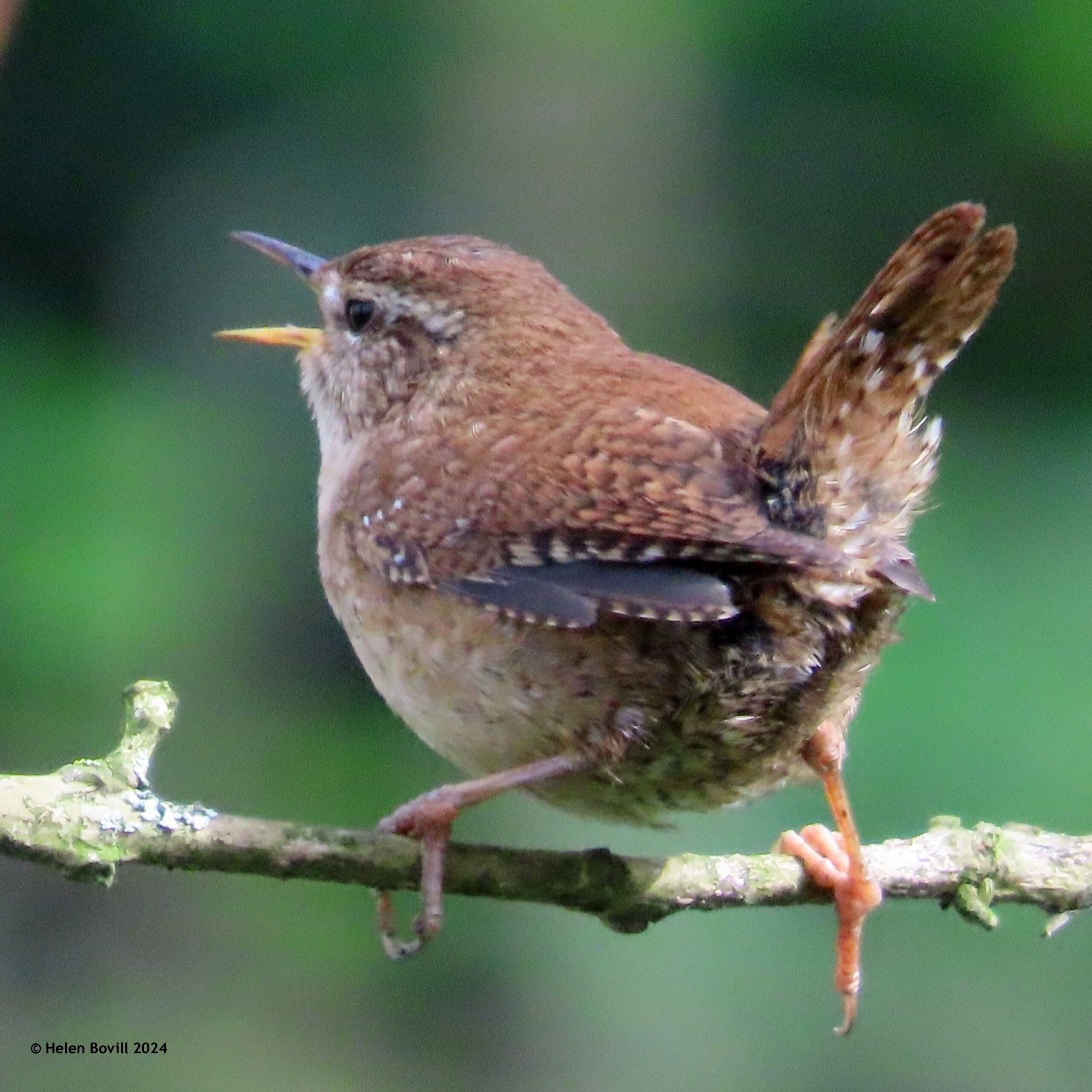 A wren singing in a tree in the cemetery