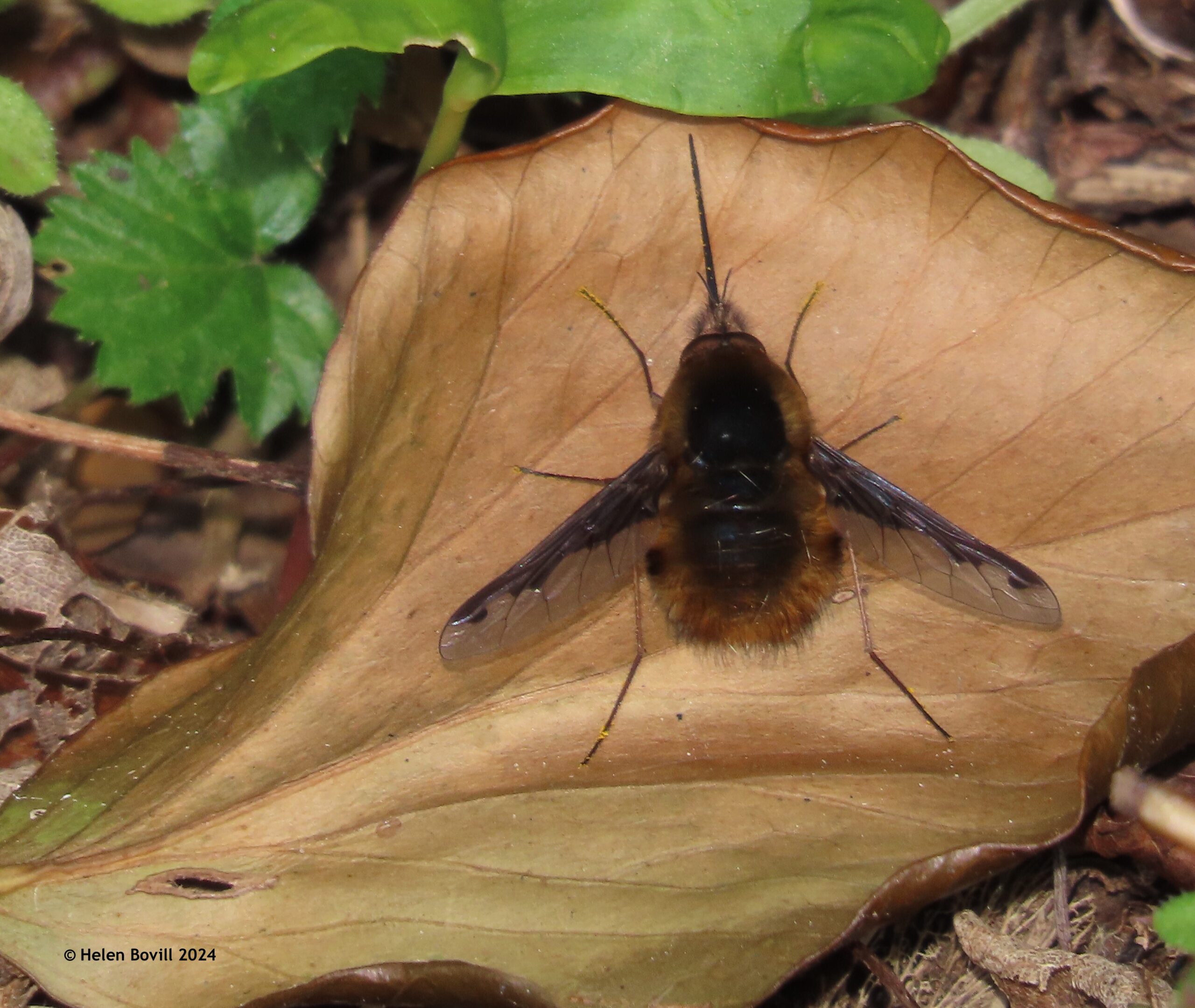 A Bee-fly on a dead leaf