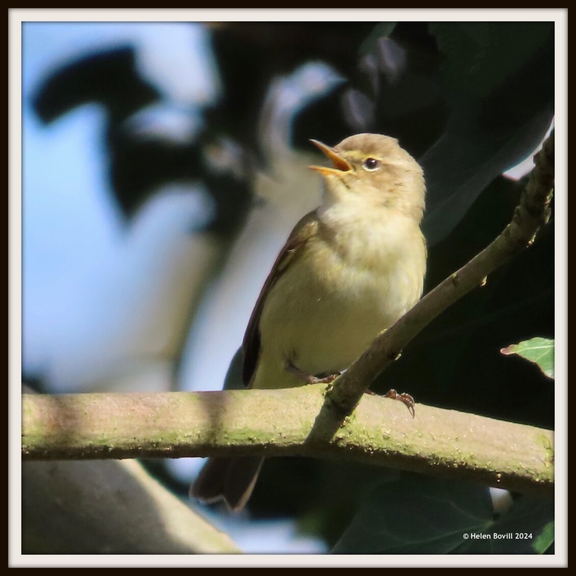 A chiffchaff singing high in a tree in the cemetery