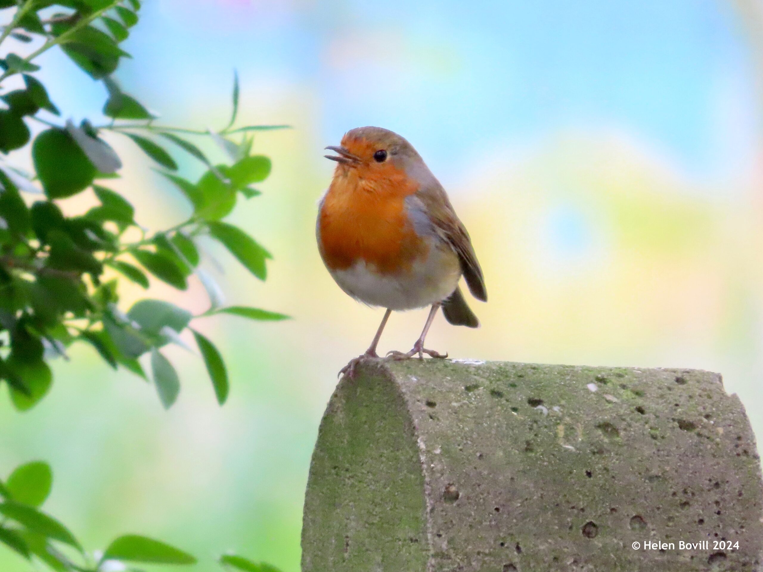 A singing robin perched on a fence post 