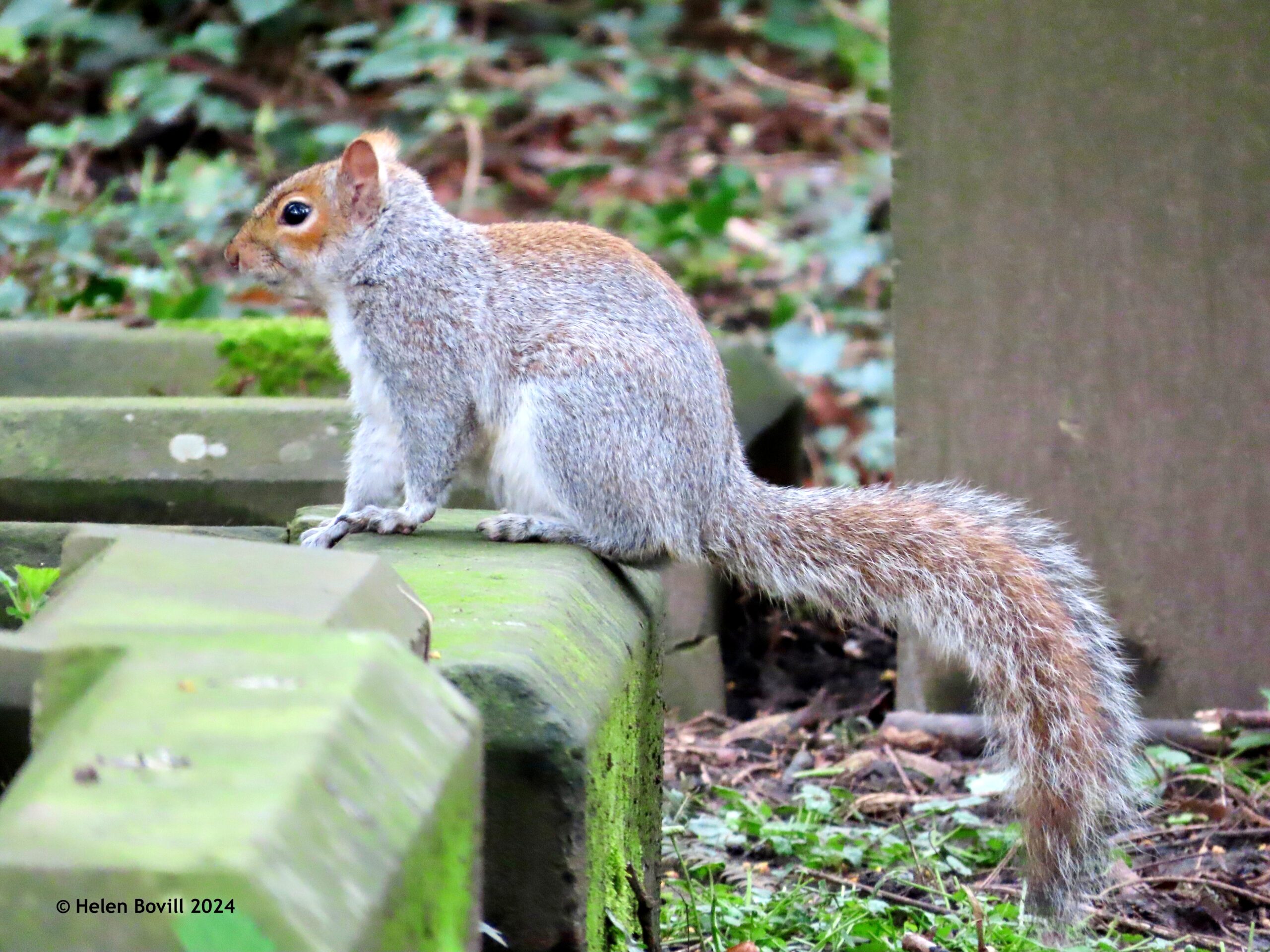 A squirrel sitting on a graveside kerb in the cemetery