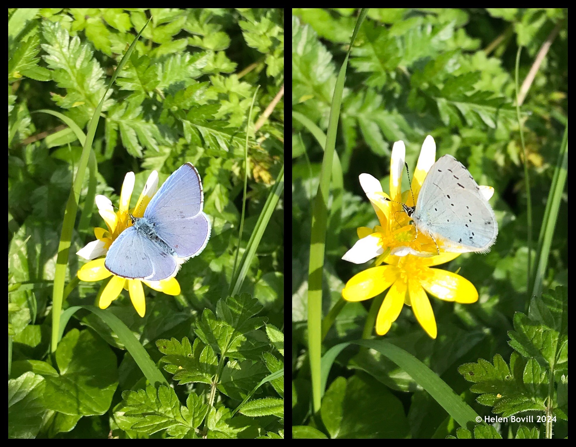 Two photos of a Holly Blue butterfly - one with wings open, the other with wings closed, feeding on acelandine