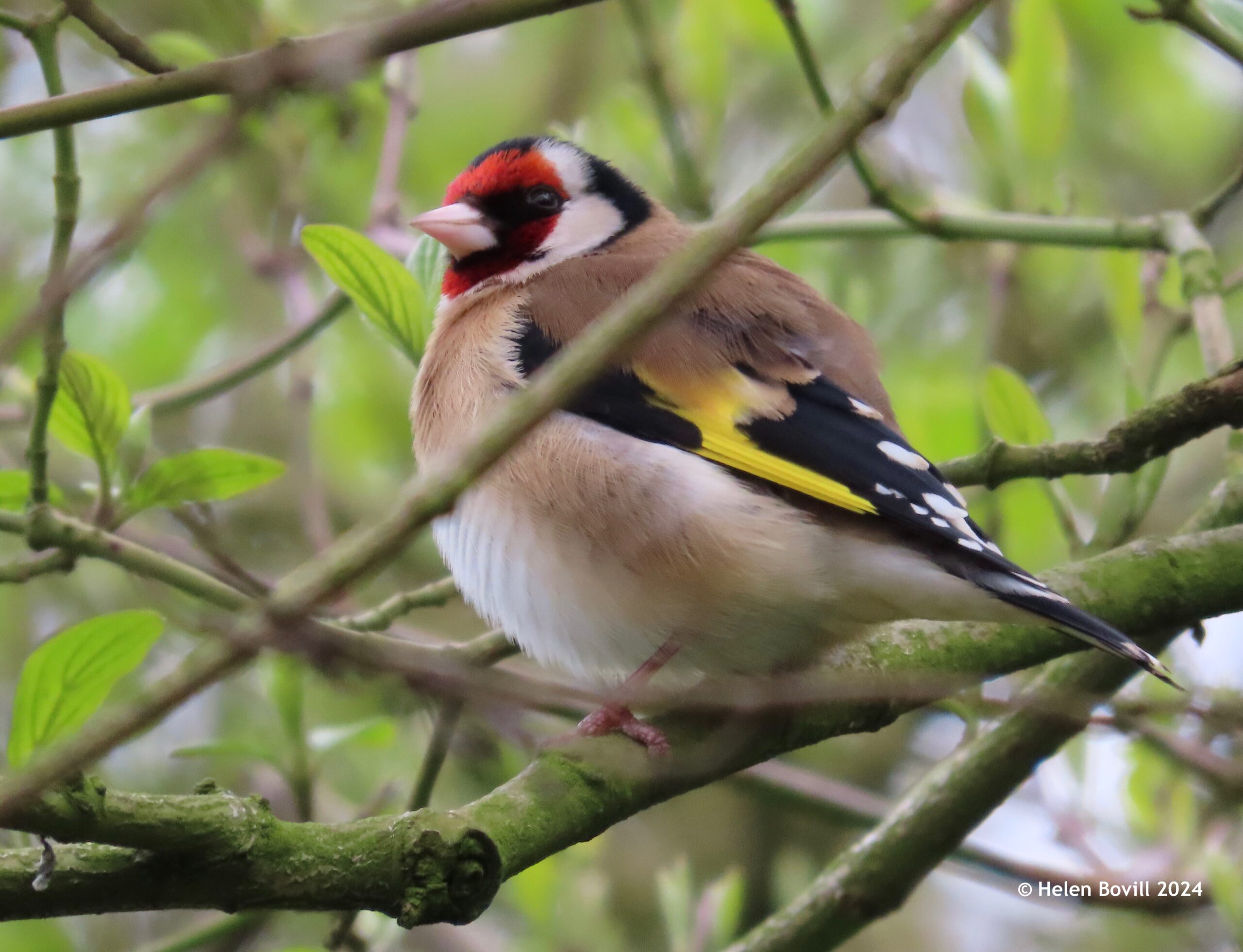A goldfinch high in a tree in the cemetery