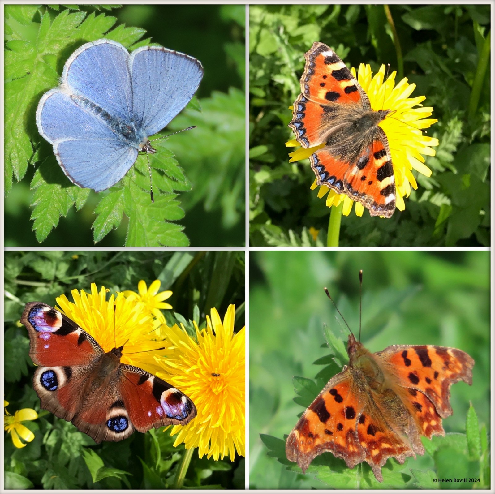 Four photos of Holly Blue, Small Tortoiseshell, Peacock and Comma butterflies in the cemetery