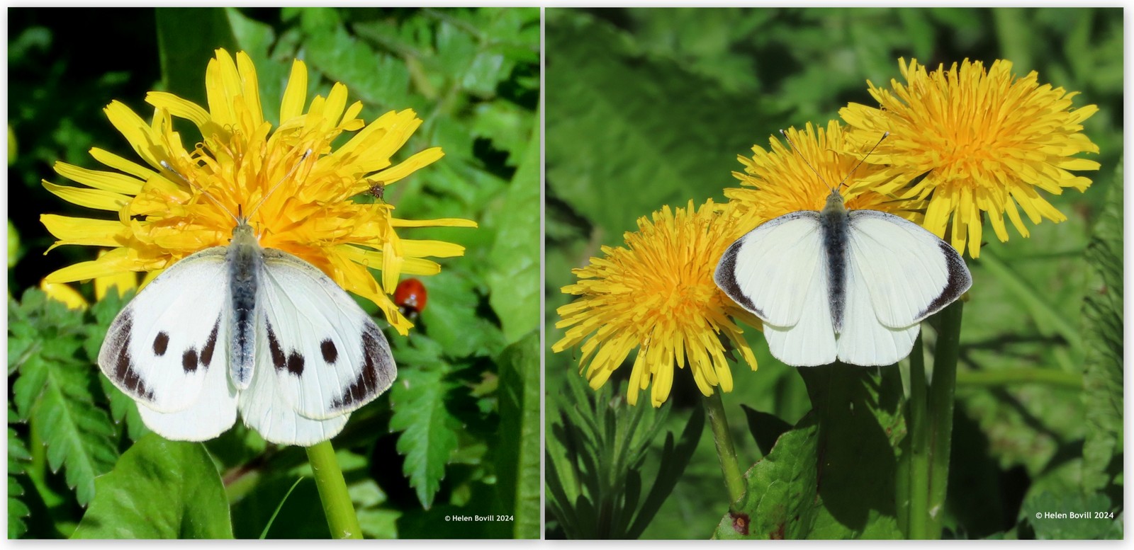 Two photos of large white butterflies in the cemetery
