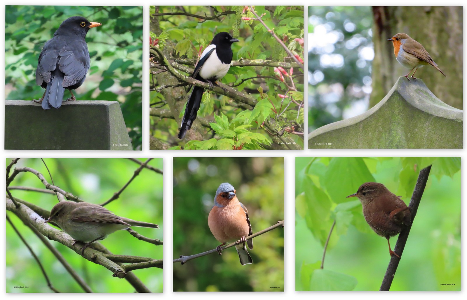 6 photos showing blackbird, magpie, robin, chiffchaff, chaffinch and wren in the cemetery