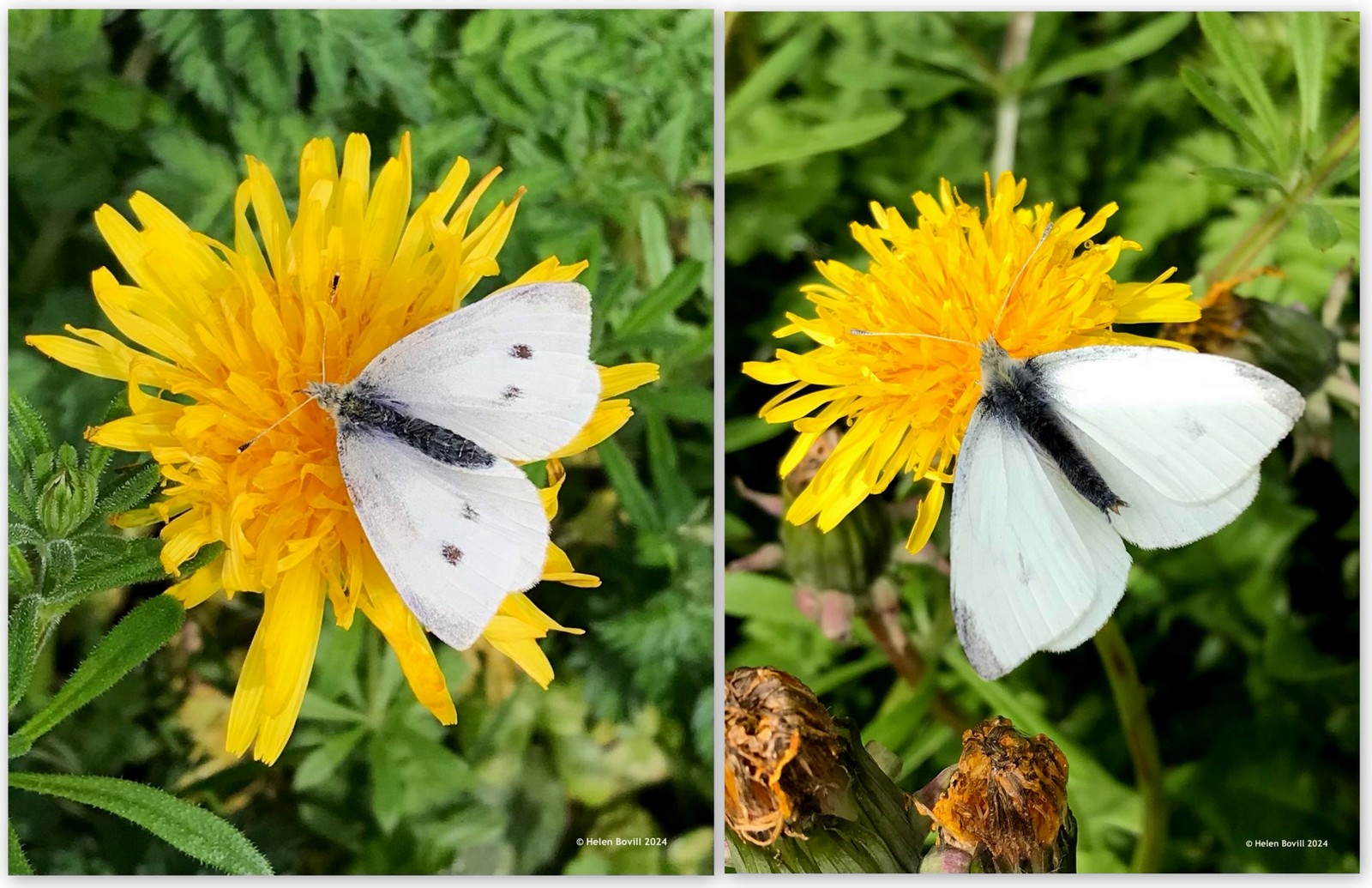 Two photos of Small White butterflies on dandelions in the cemetery