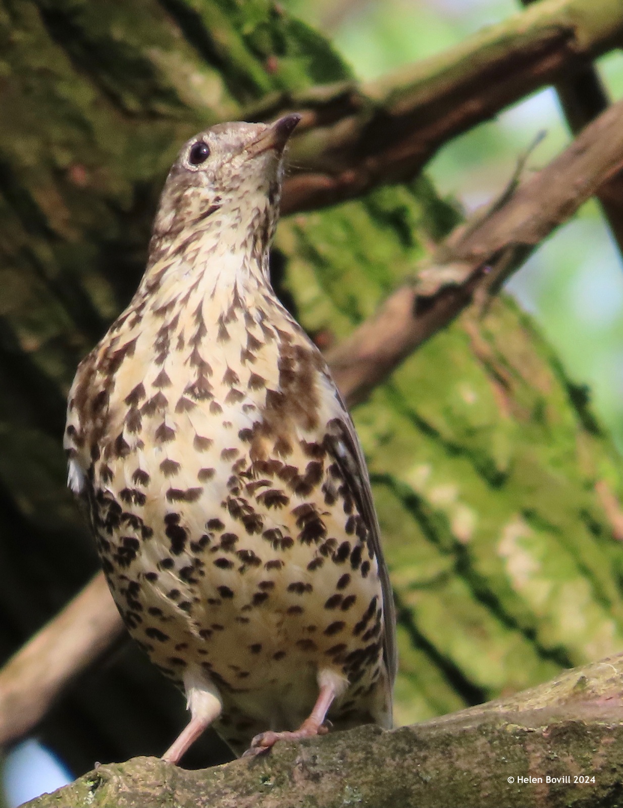 A mistle thrush high up in a tree