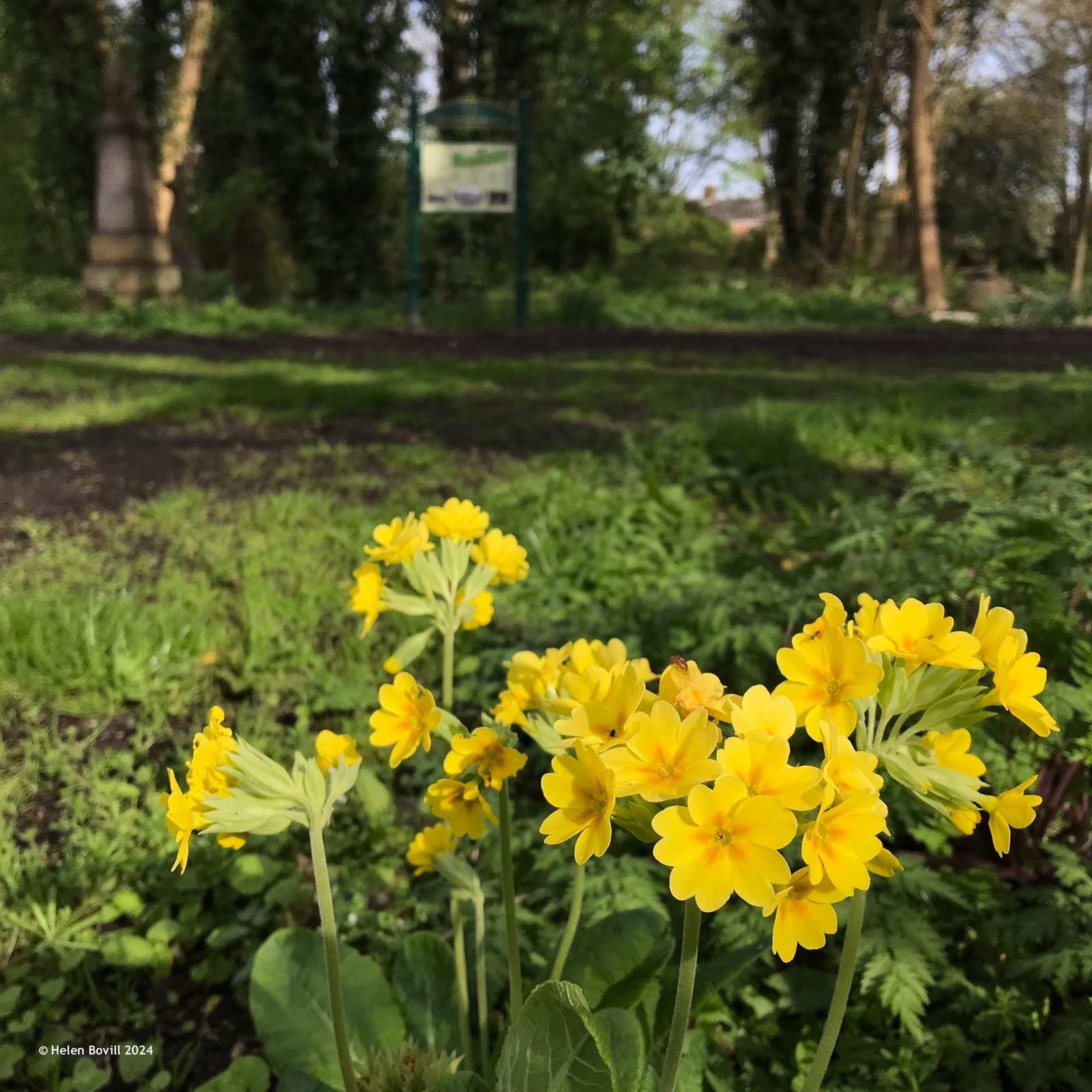 Cowslips growing near the entrance to the cemetery